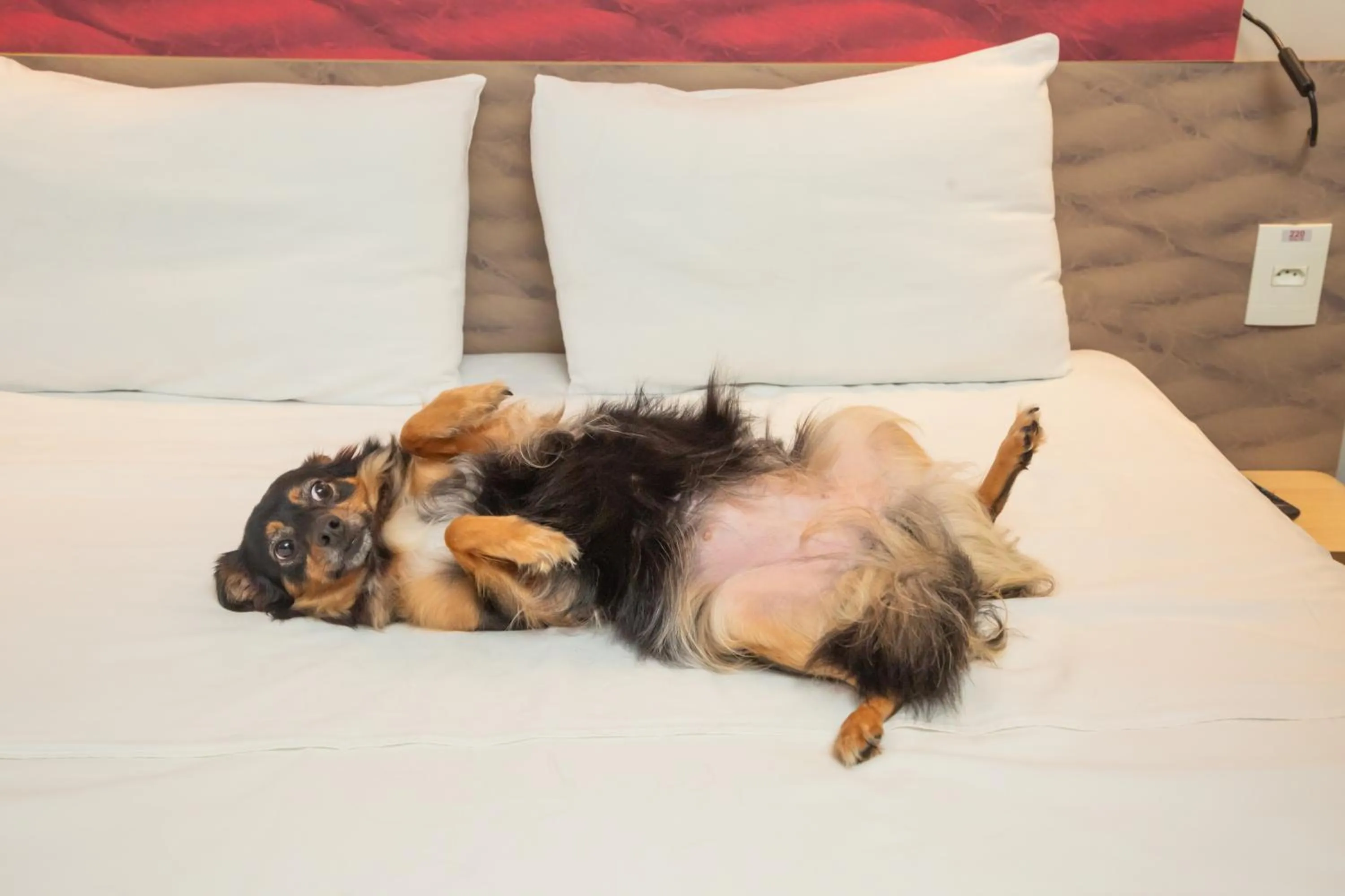 Bed in ibis Paranagua