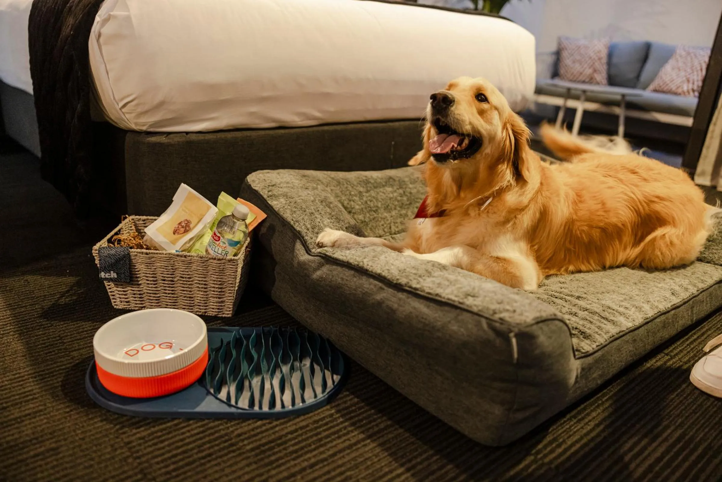 pet friendly in Sage Hotel James Street