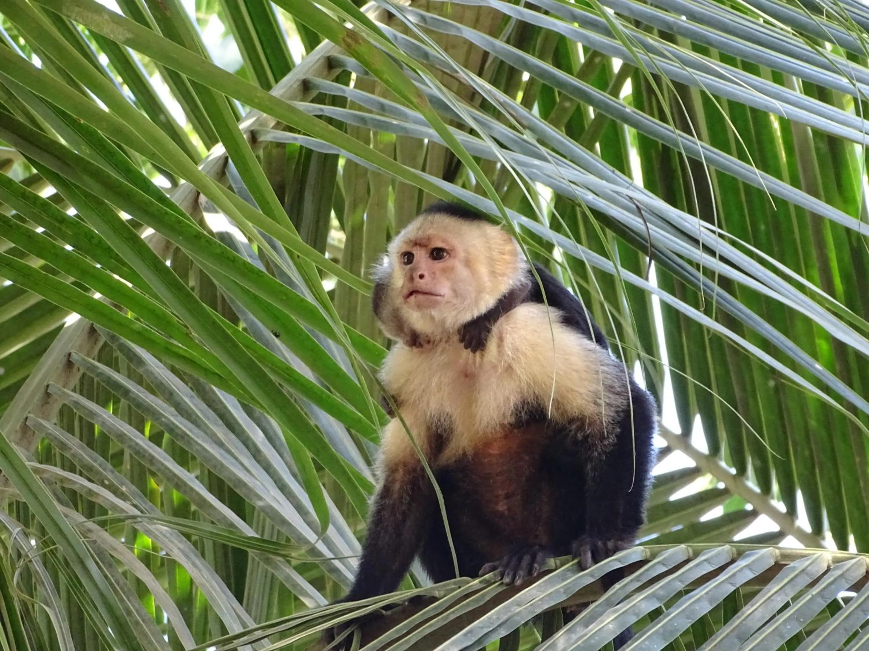 Other in Hostel Osa Tucan Drake