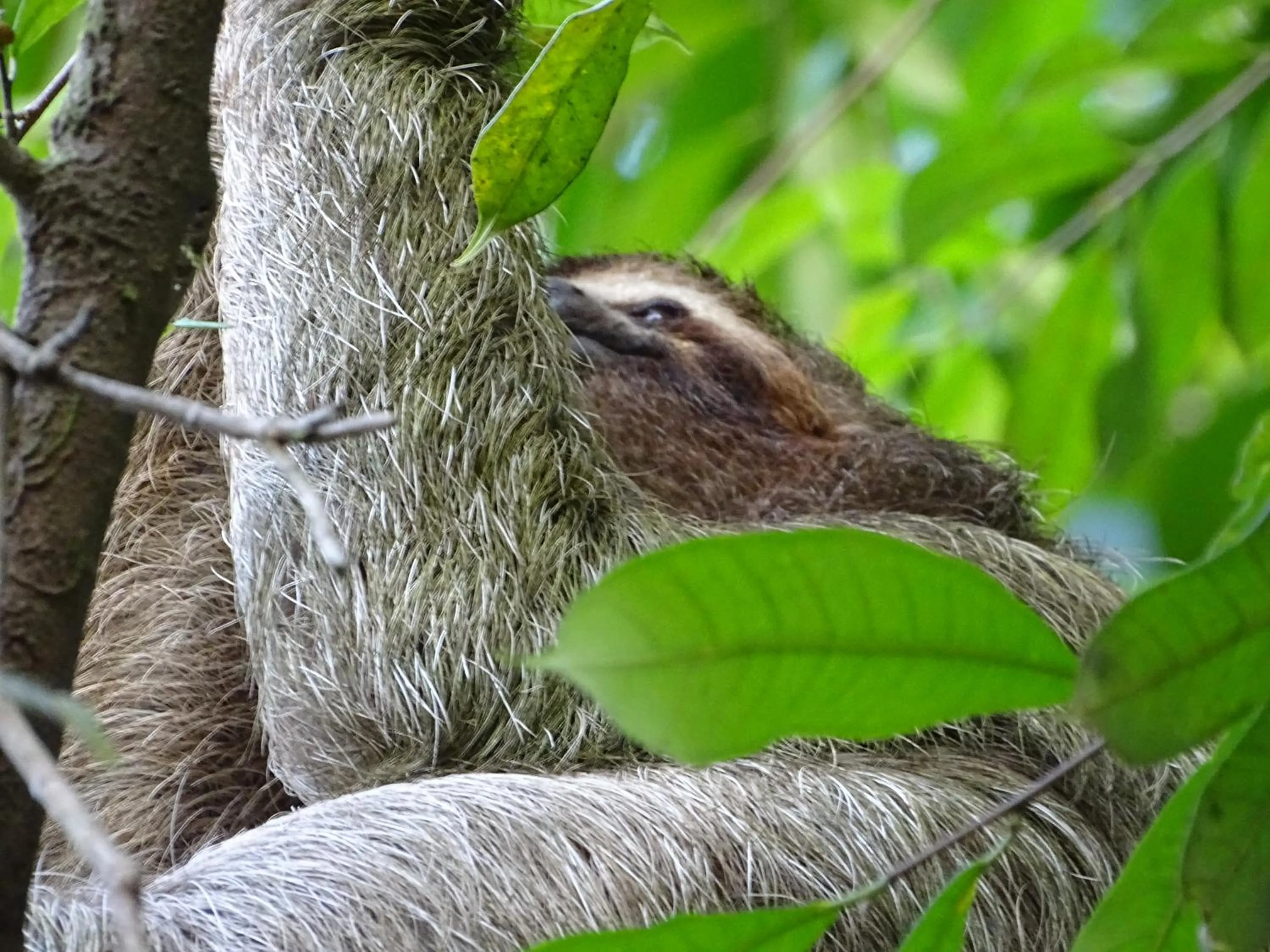 Natural landscape in Hostel Osa Tucan Drake