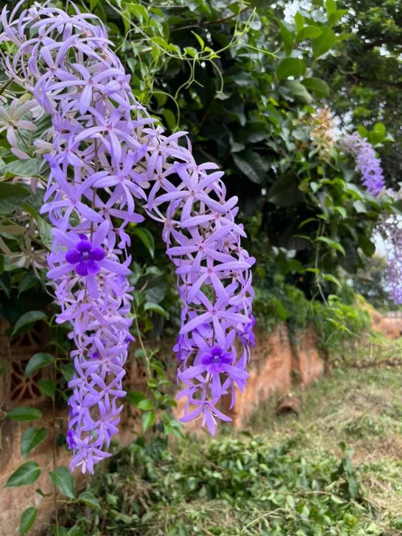 Mama Pierina Restaurant and Annex