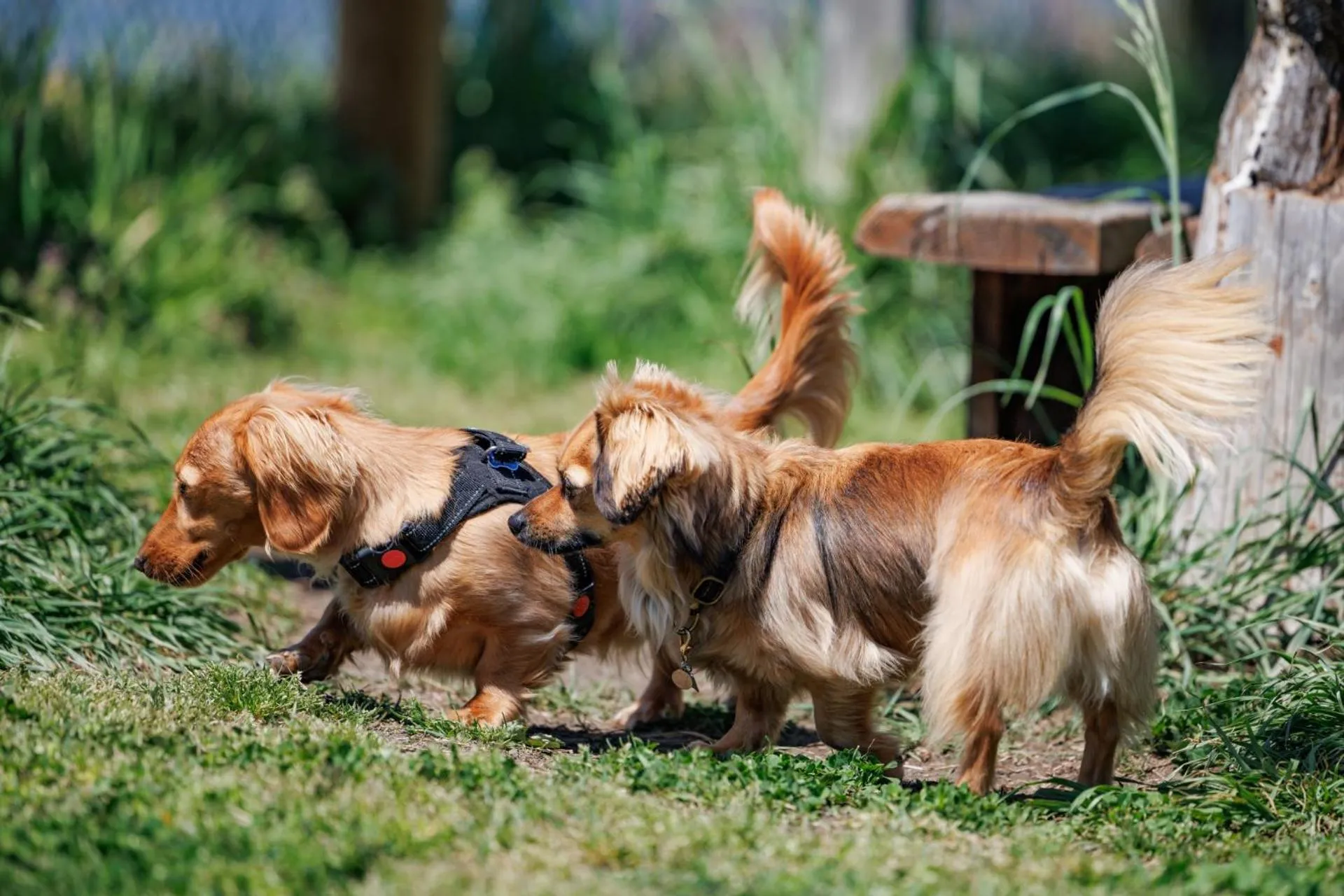 Pets in fan! ABURATSU