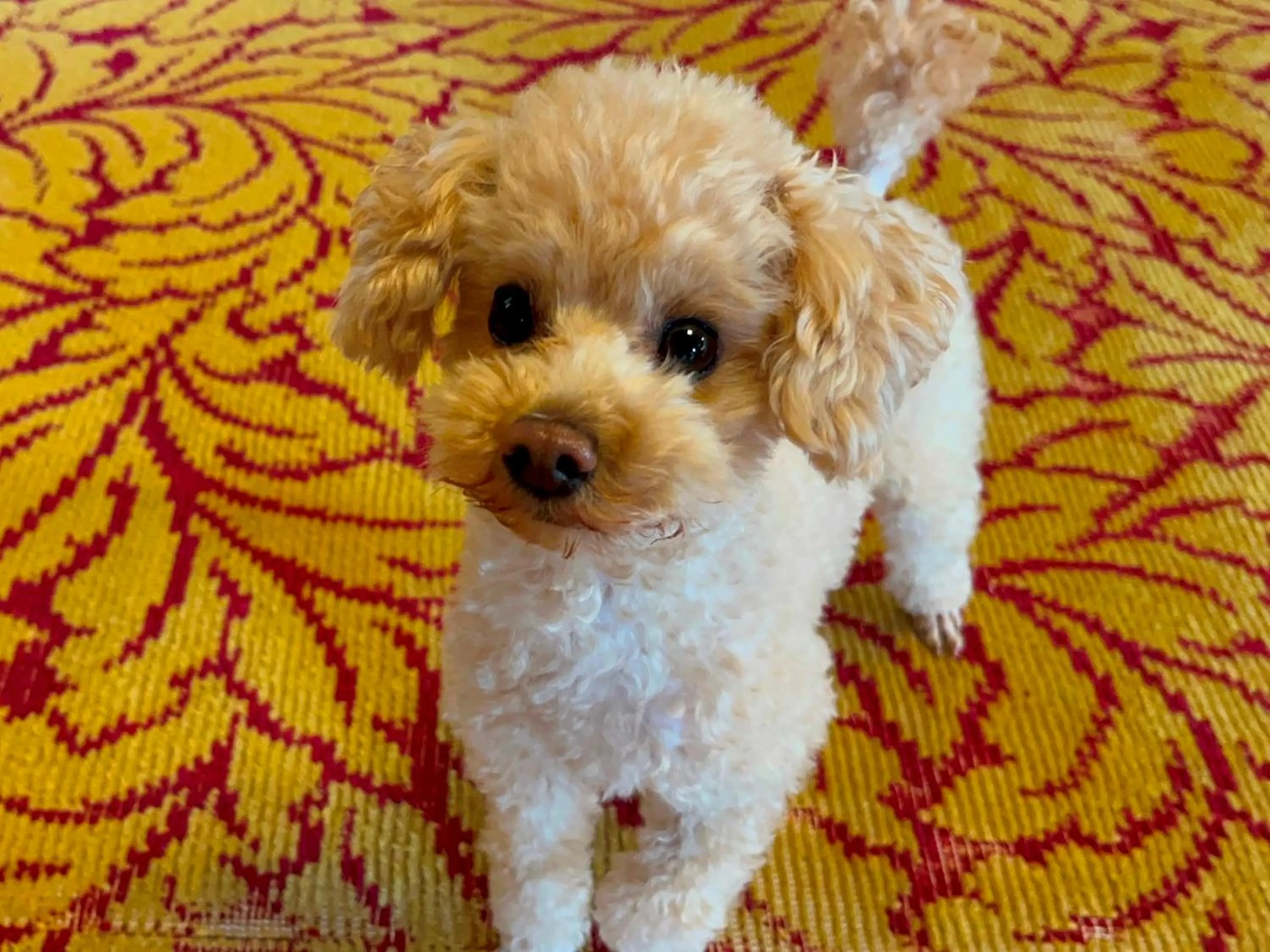 Animals in Ryokan Karasawa