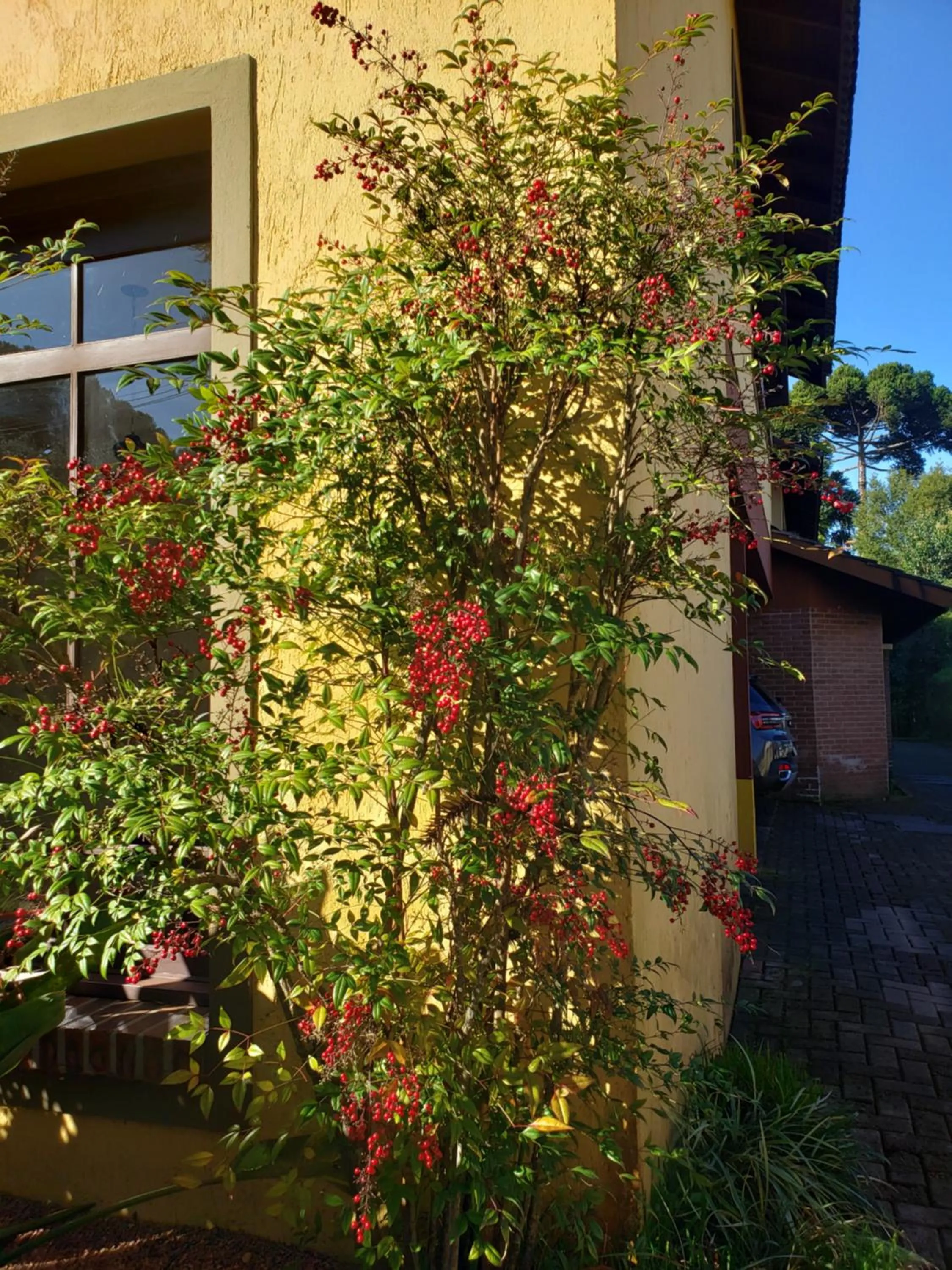Garden in Apartamento Flor de Canela