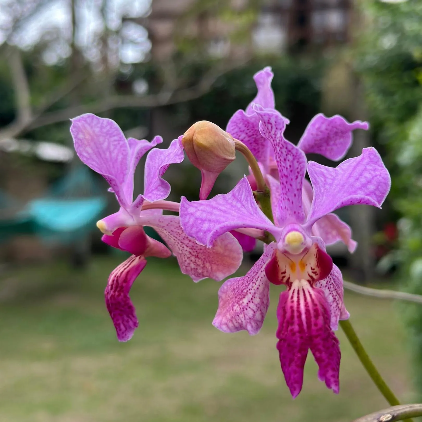 Garden in Pousada Lagoa do Rosa