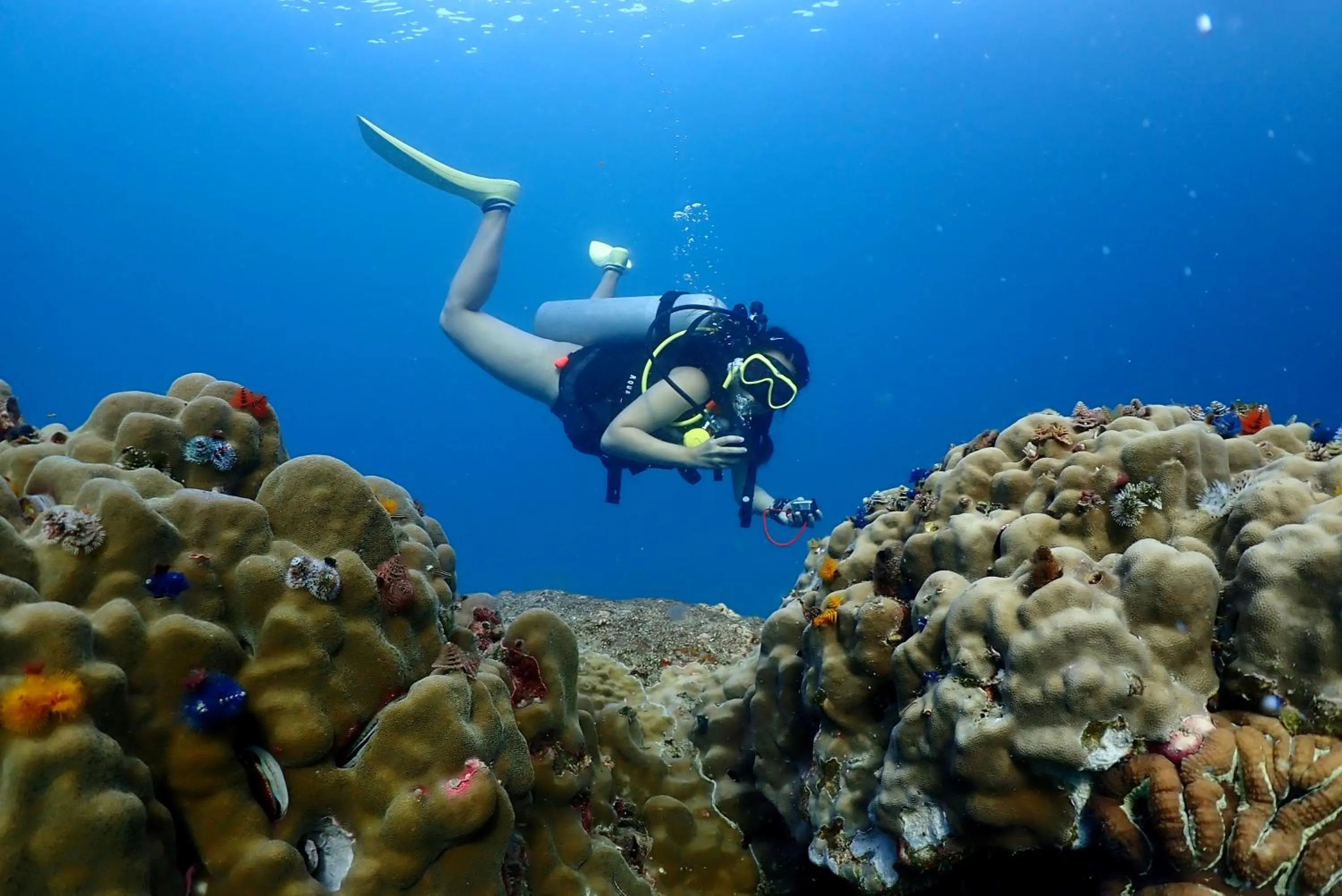 Diving in The Dearly Koh Tao Hostel-PADI 5 Star Dive Resort