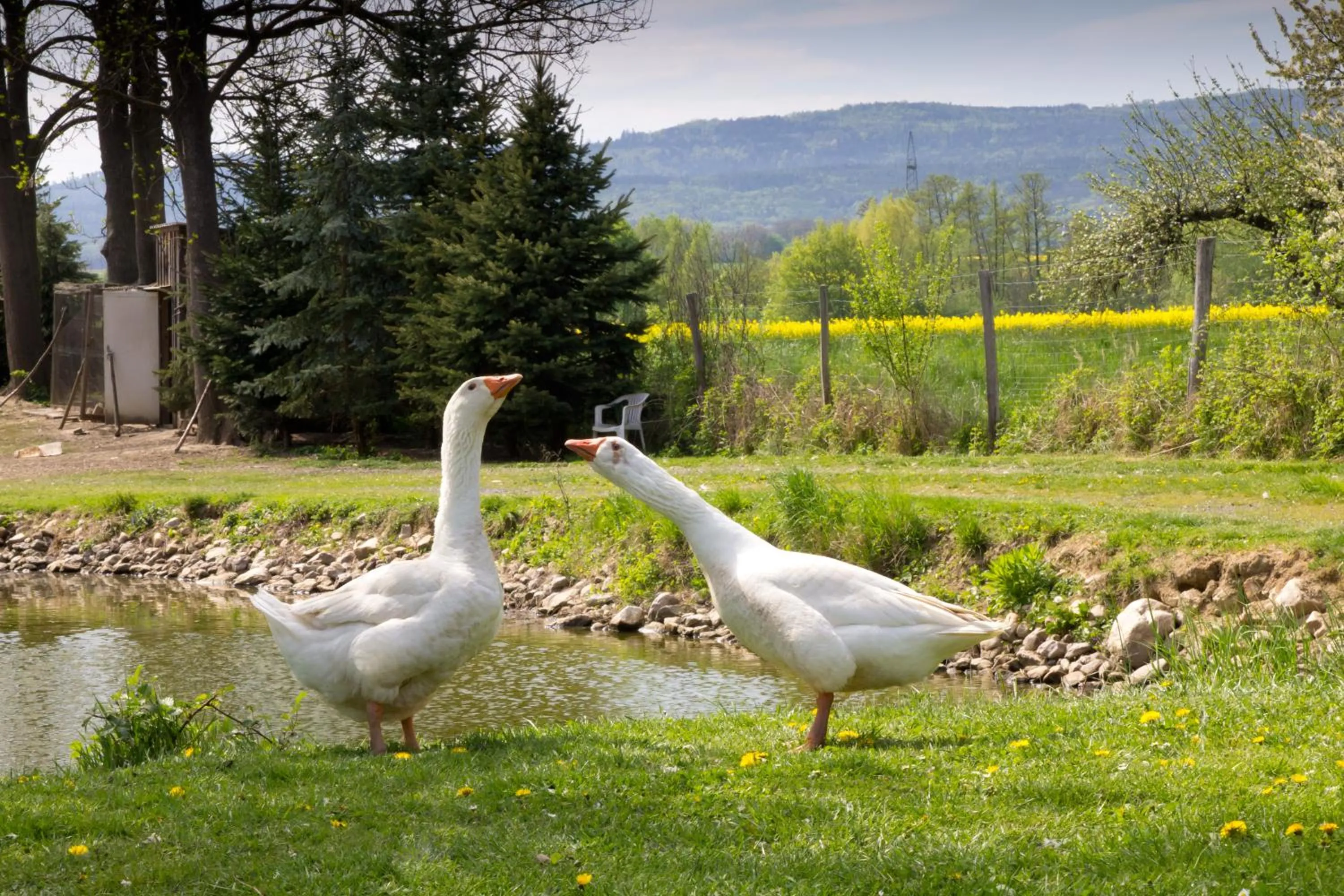 Garden in Dorfgasthof Berlakovich