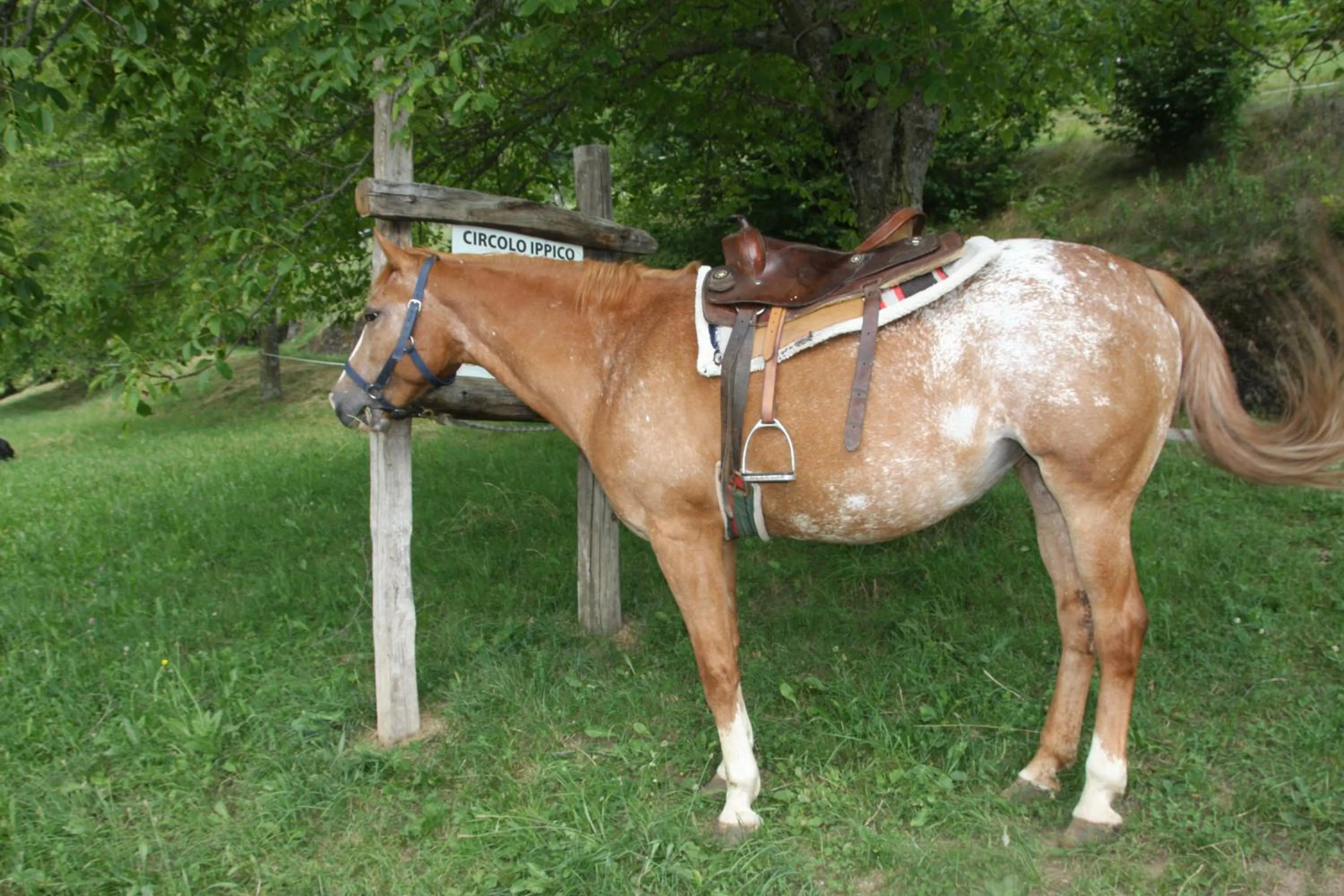 Animals in Casa Torre