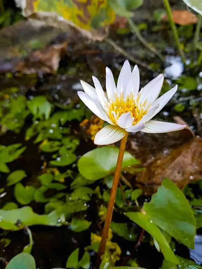 Garden in Bali Mountain Retreat