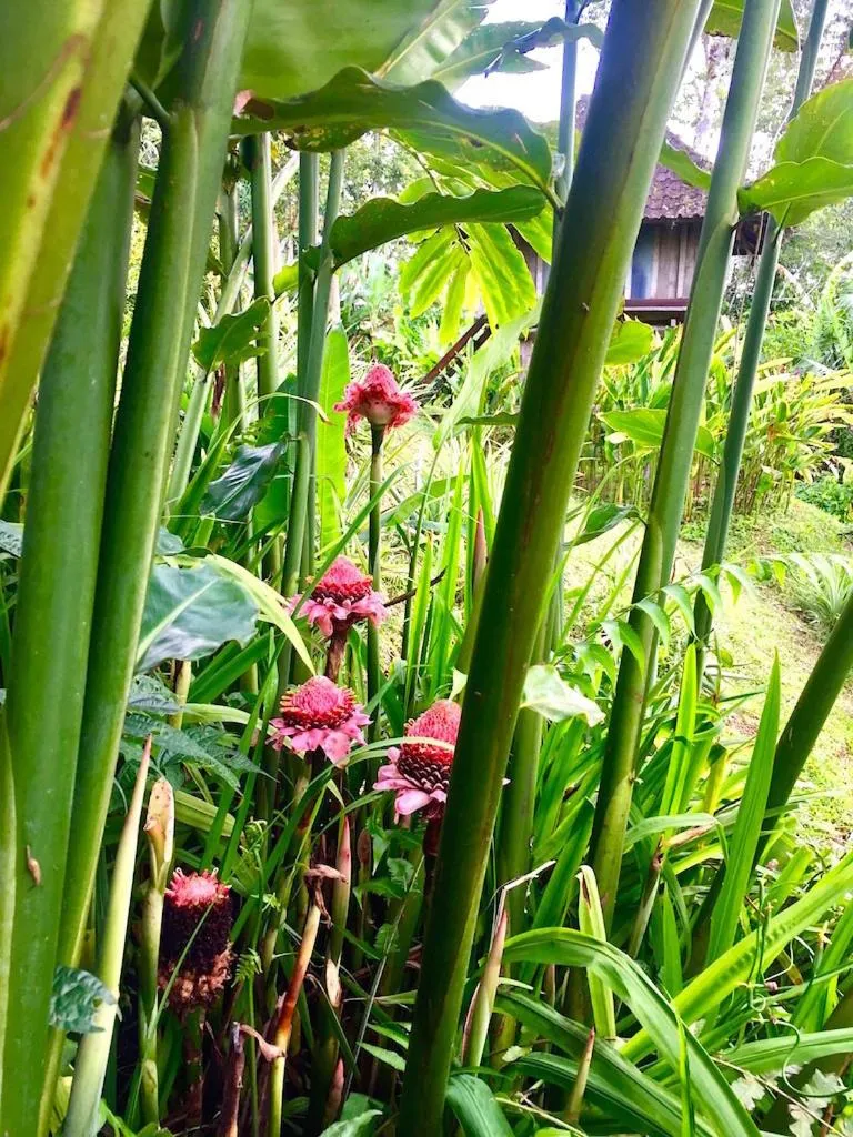 Bali Mountain Retreat