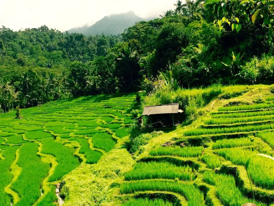 Natural landscape in Bali Mountain Retreat