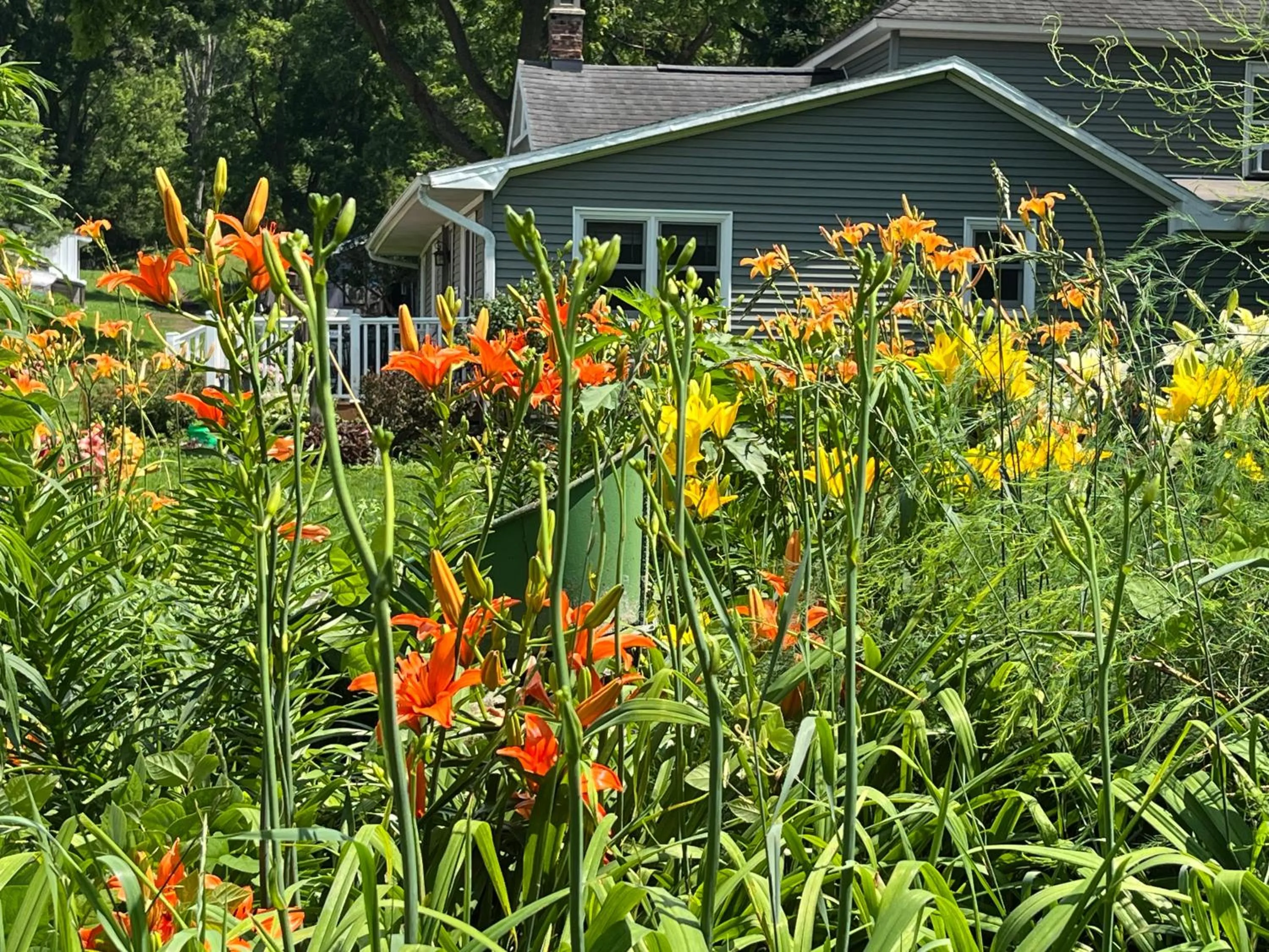 Garden view in Rainbow Ridge Farms