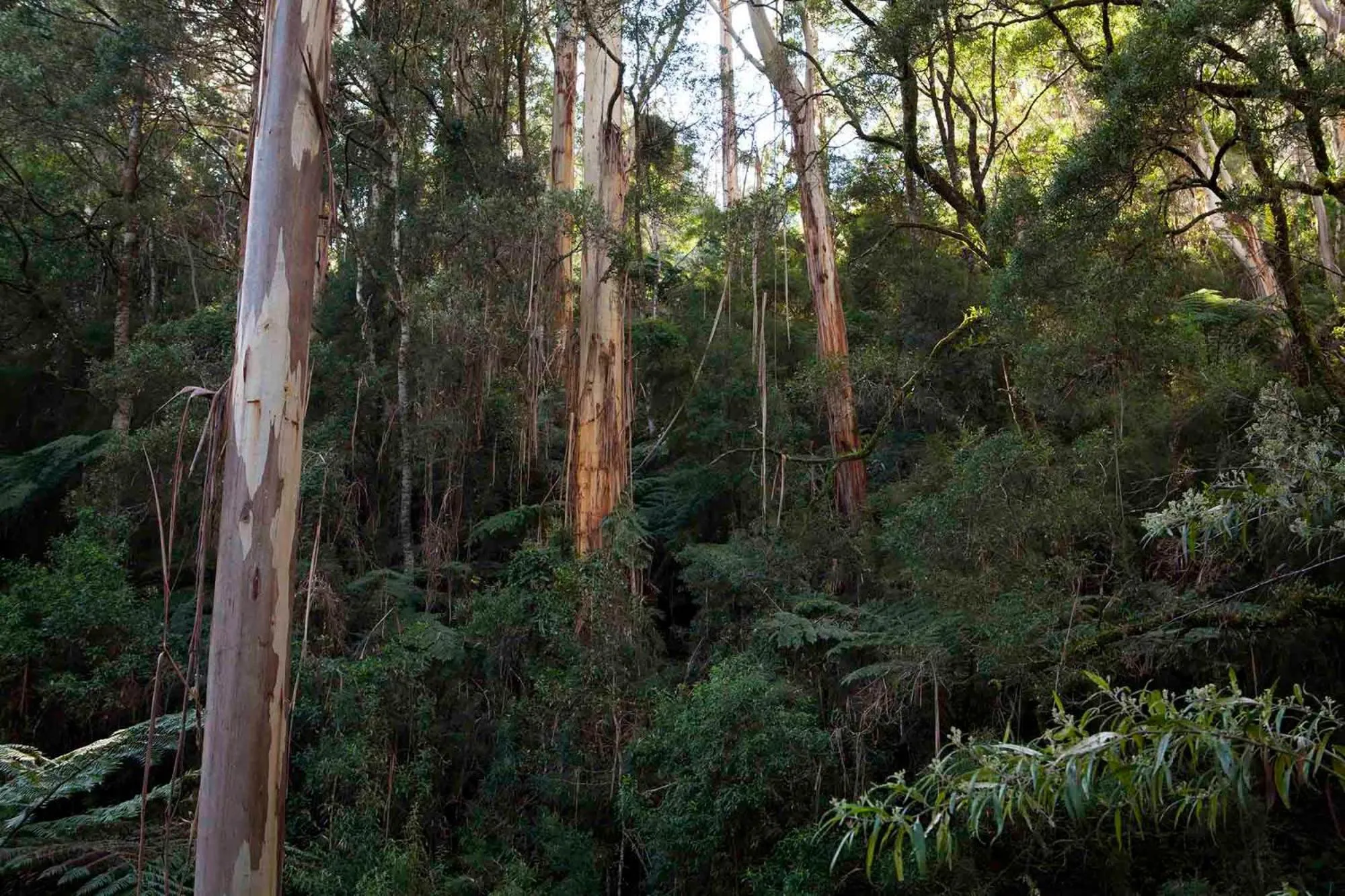 Natural landscape in Tall Trees Eco Retreat - Blackwood Cottage
