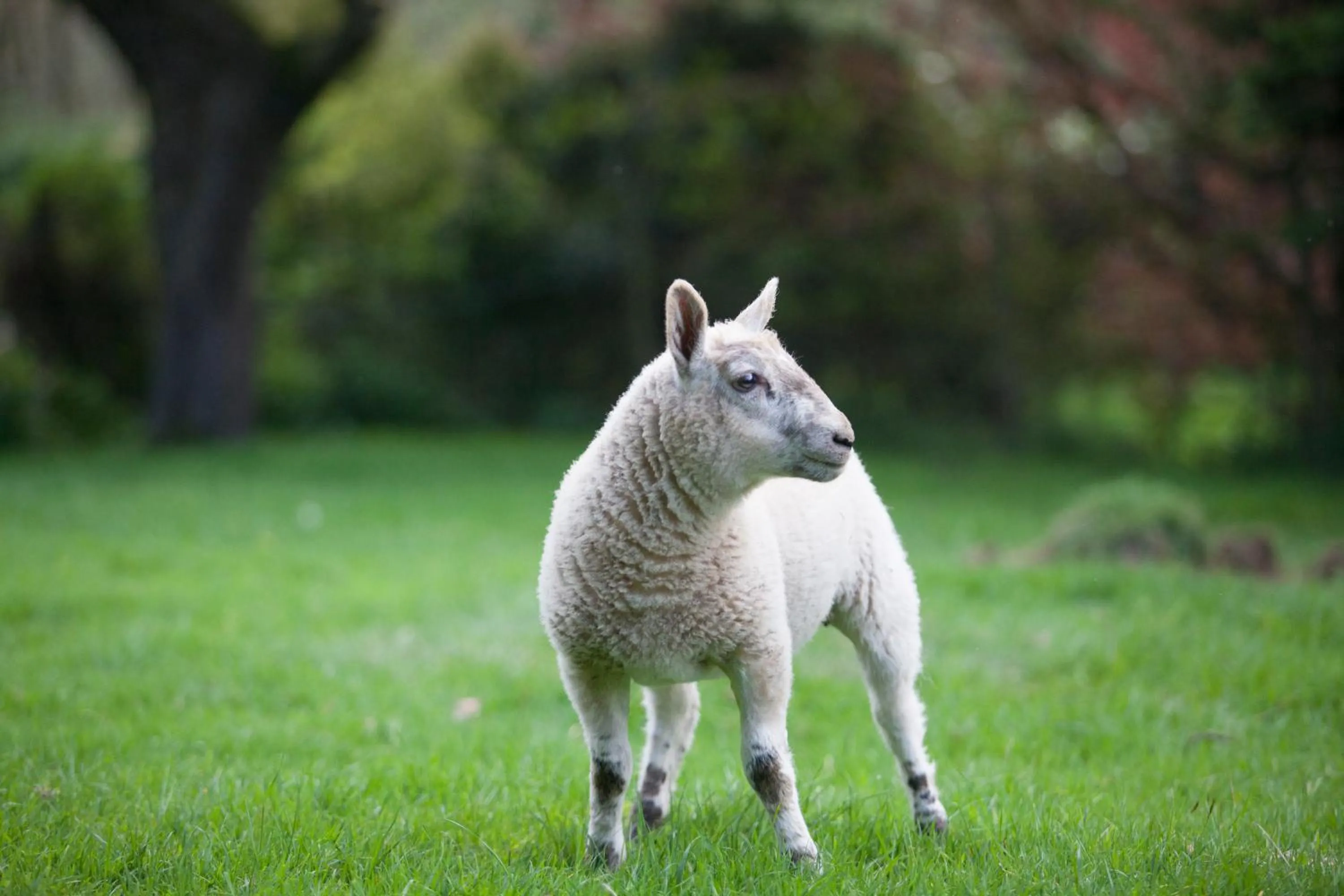 Animals in Grigshot Apartment