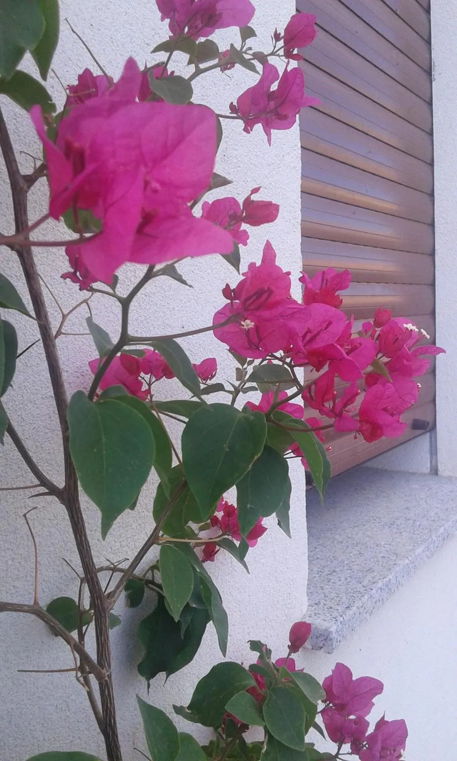 Alma Bed & Breakfast