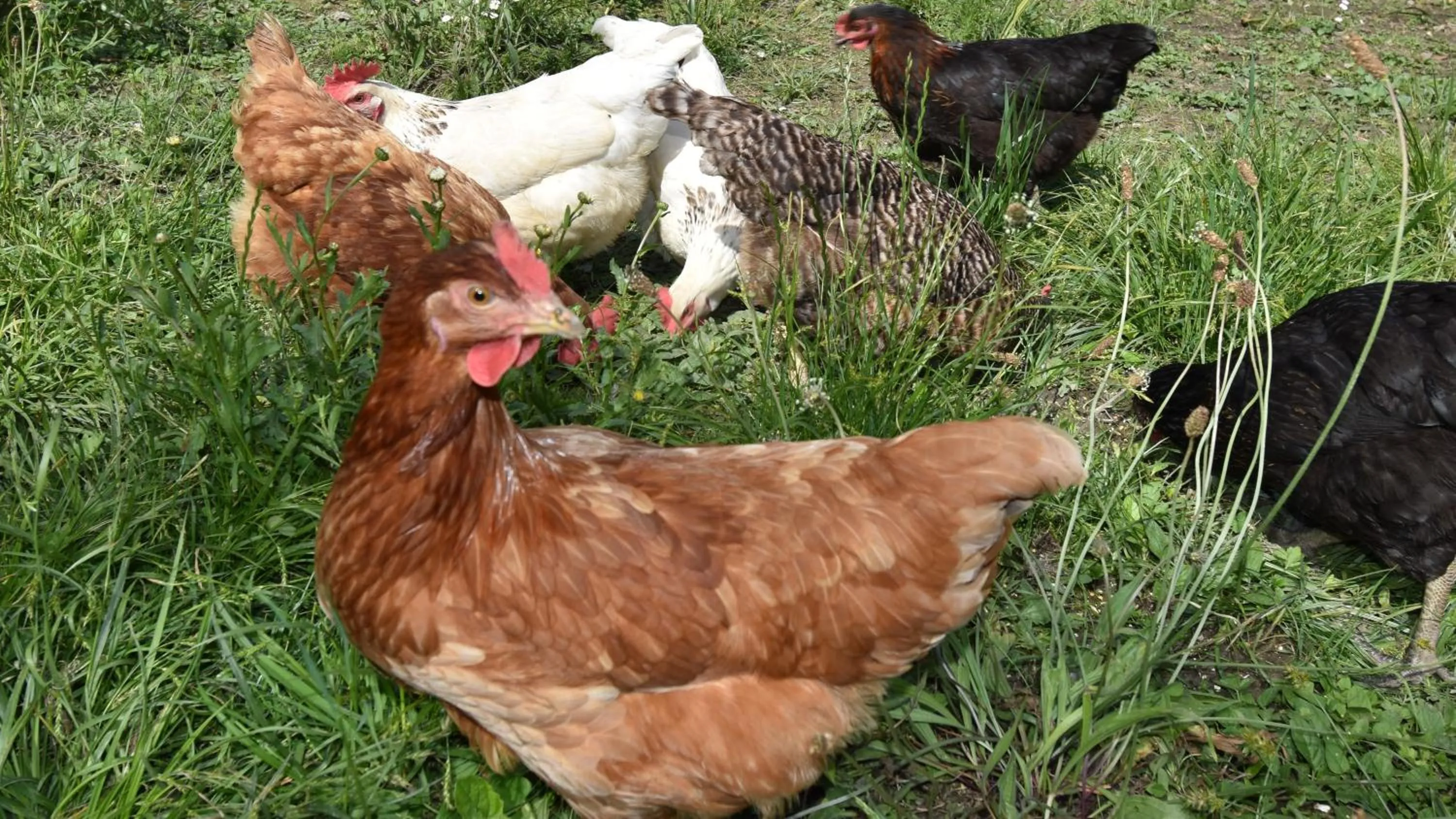 Breakfast in La Clé des Bois