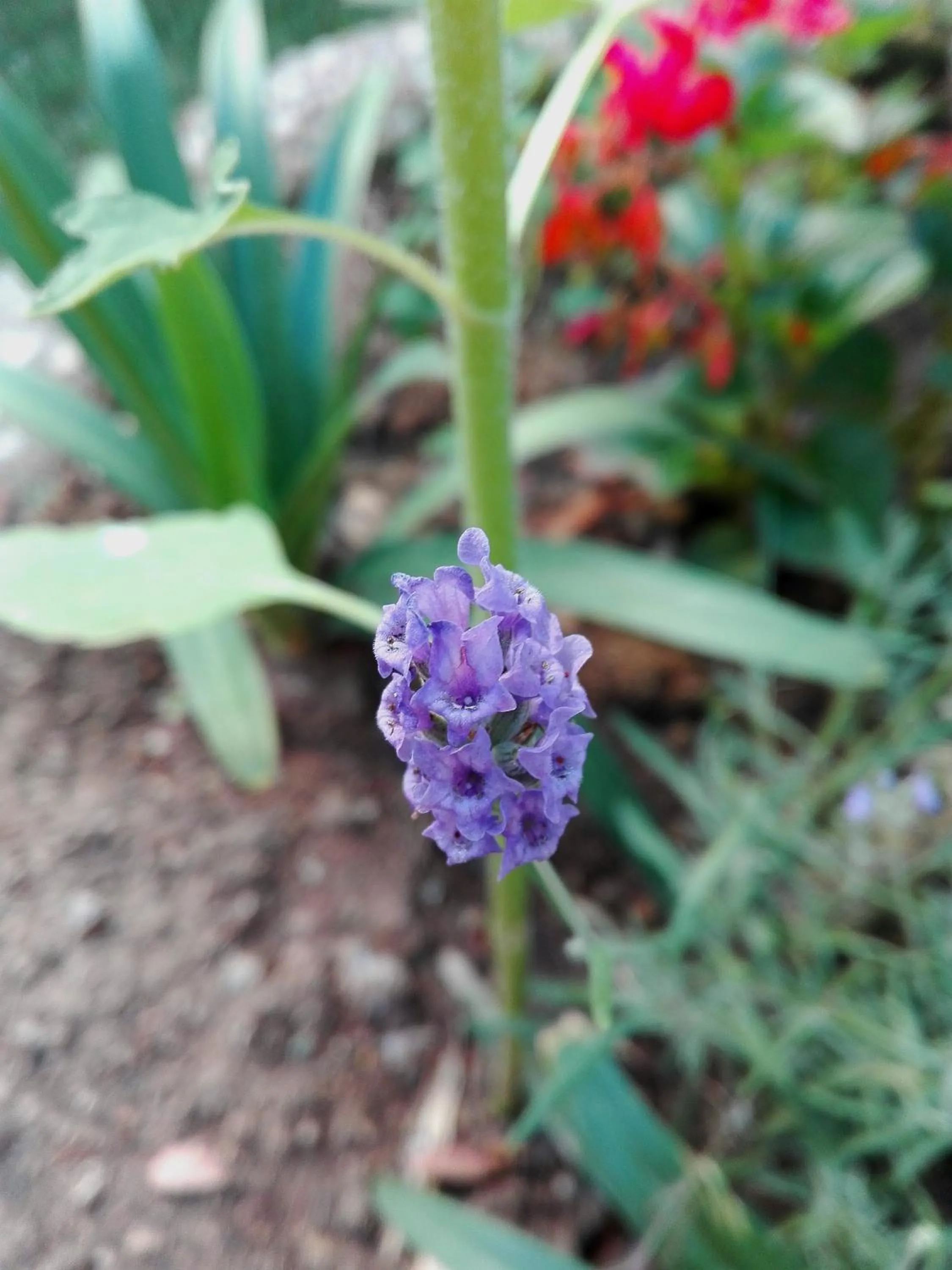 Floor plan in A1 Girasole B&B
