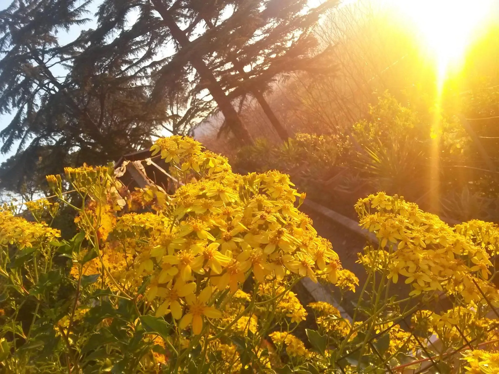 Garden view in A1 Girasole B&B