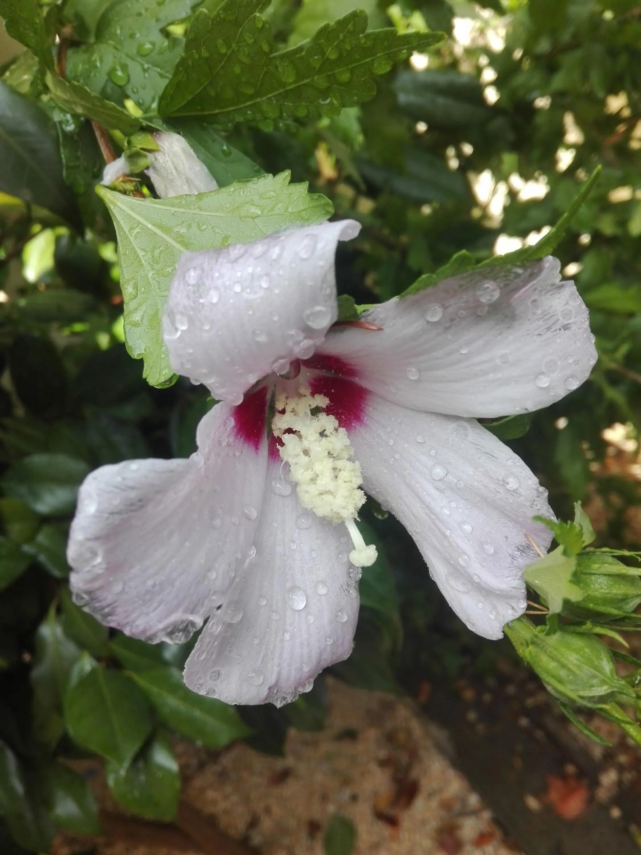 Garden in A1 Girasole B&B