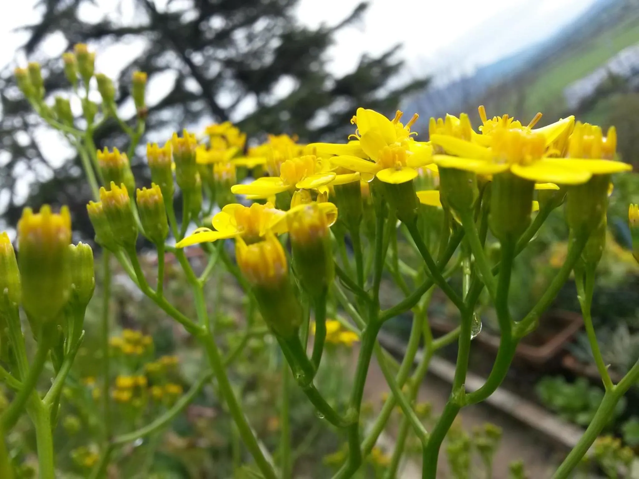 Floor plan in A1 Girasole B&B