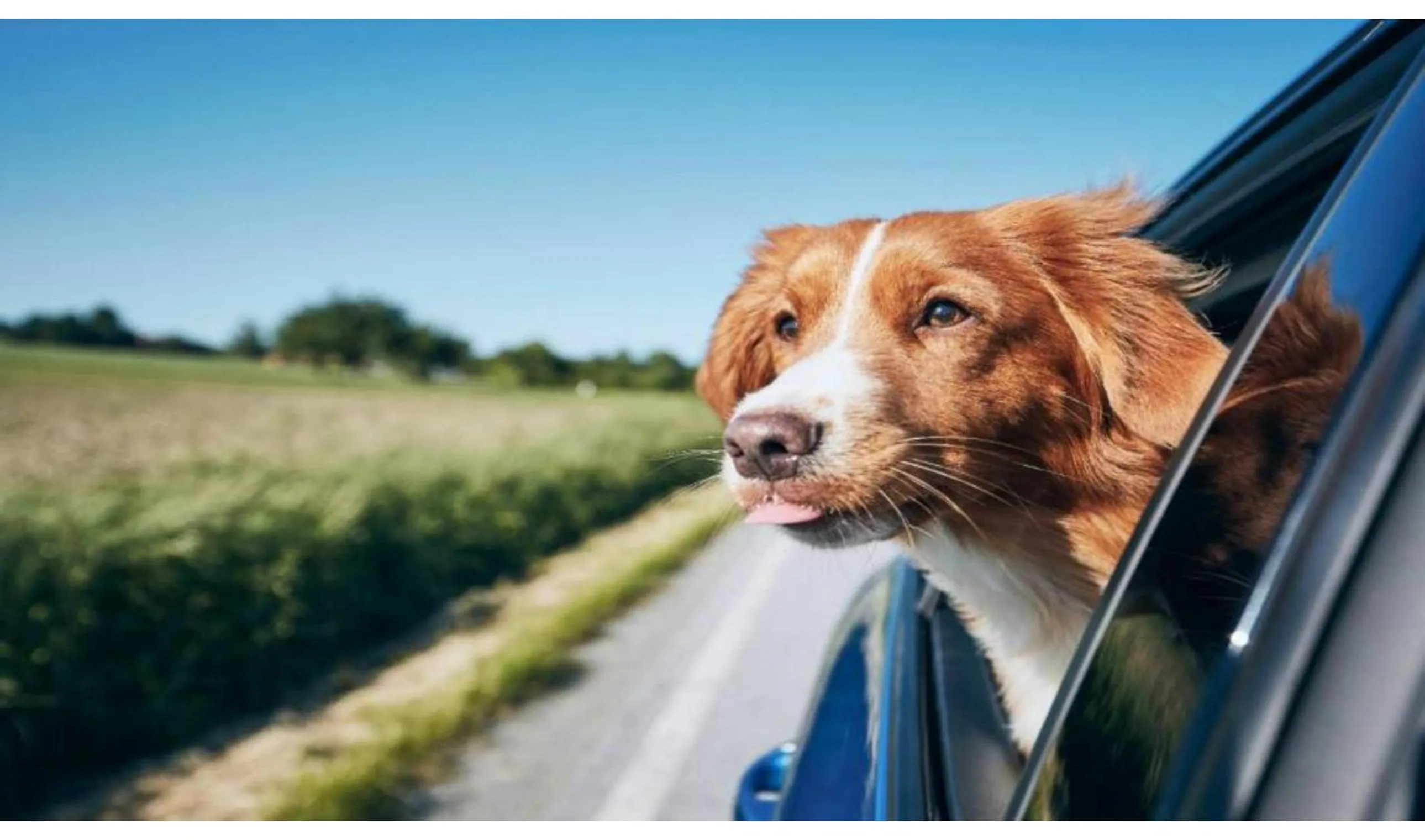 pet friendly in Diamond Inn Motel By OYO Jackson Hwy 80- I-20