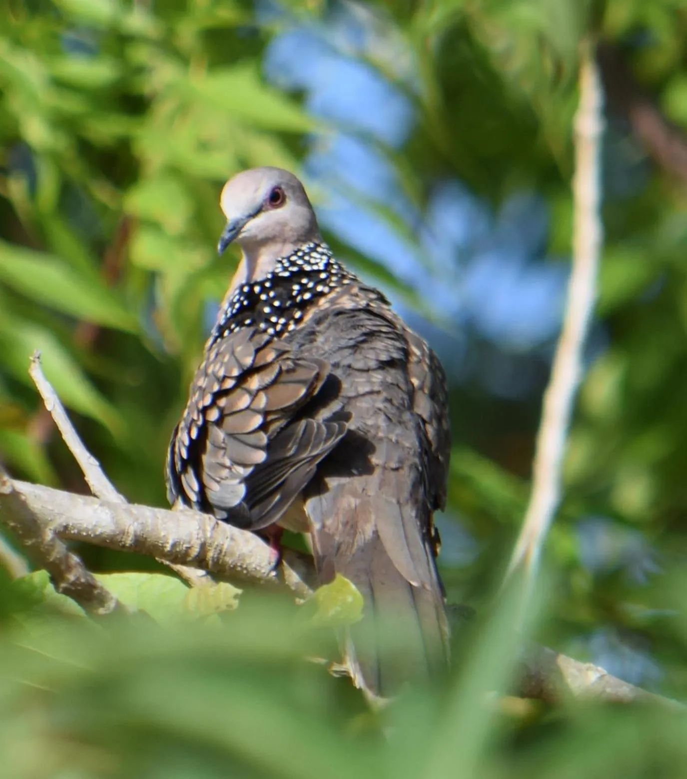 Animals in Lavish Eco Jungle