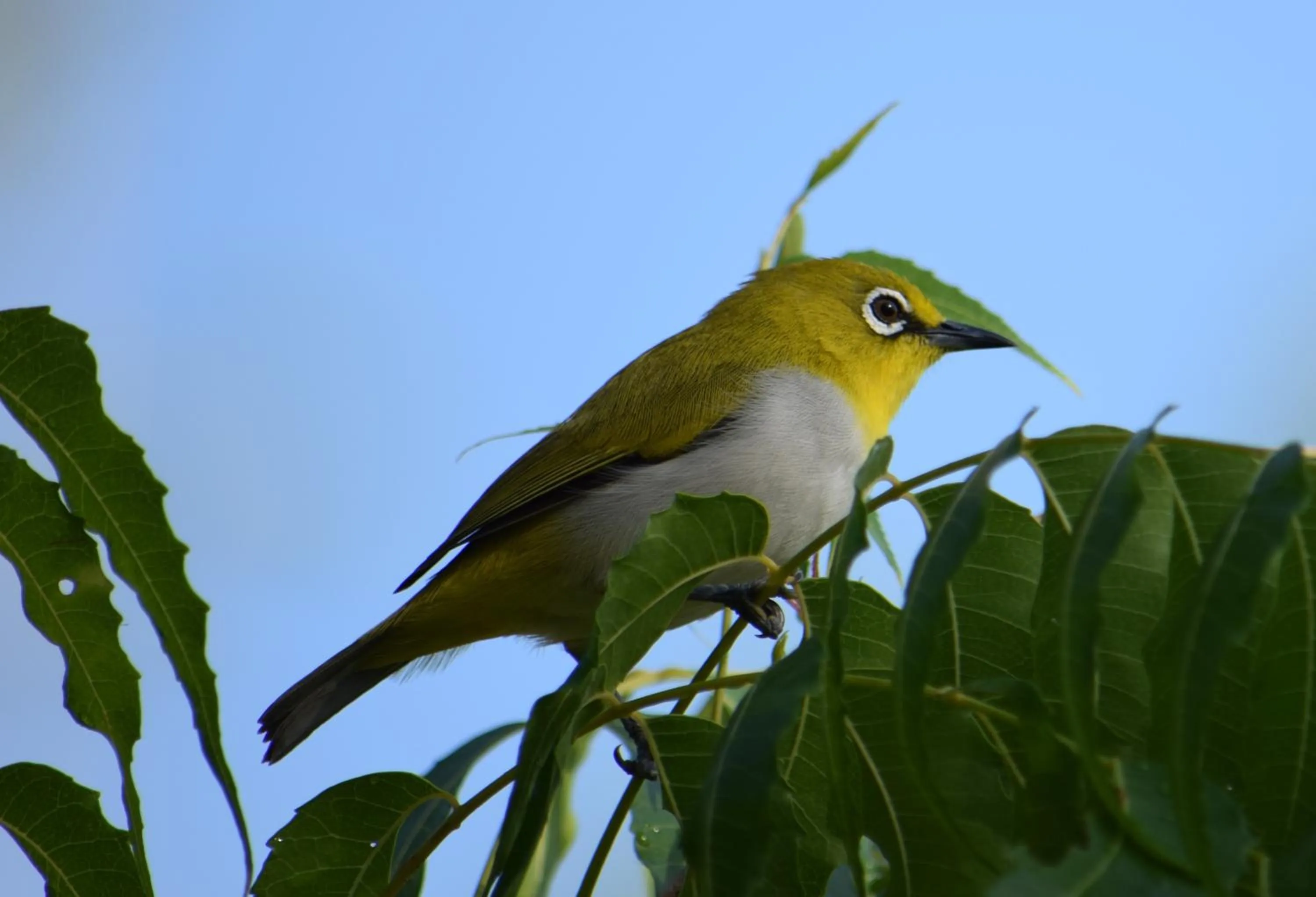 Pets in Lavish Eco Jungle