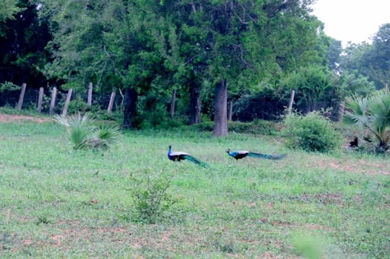 Property building in Lavish Eco Jungle