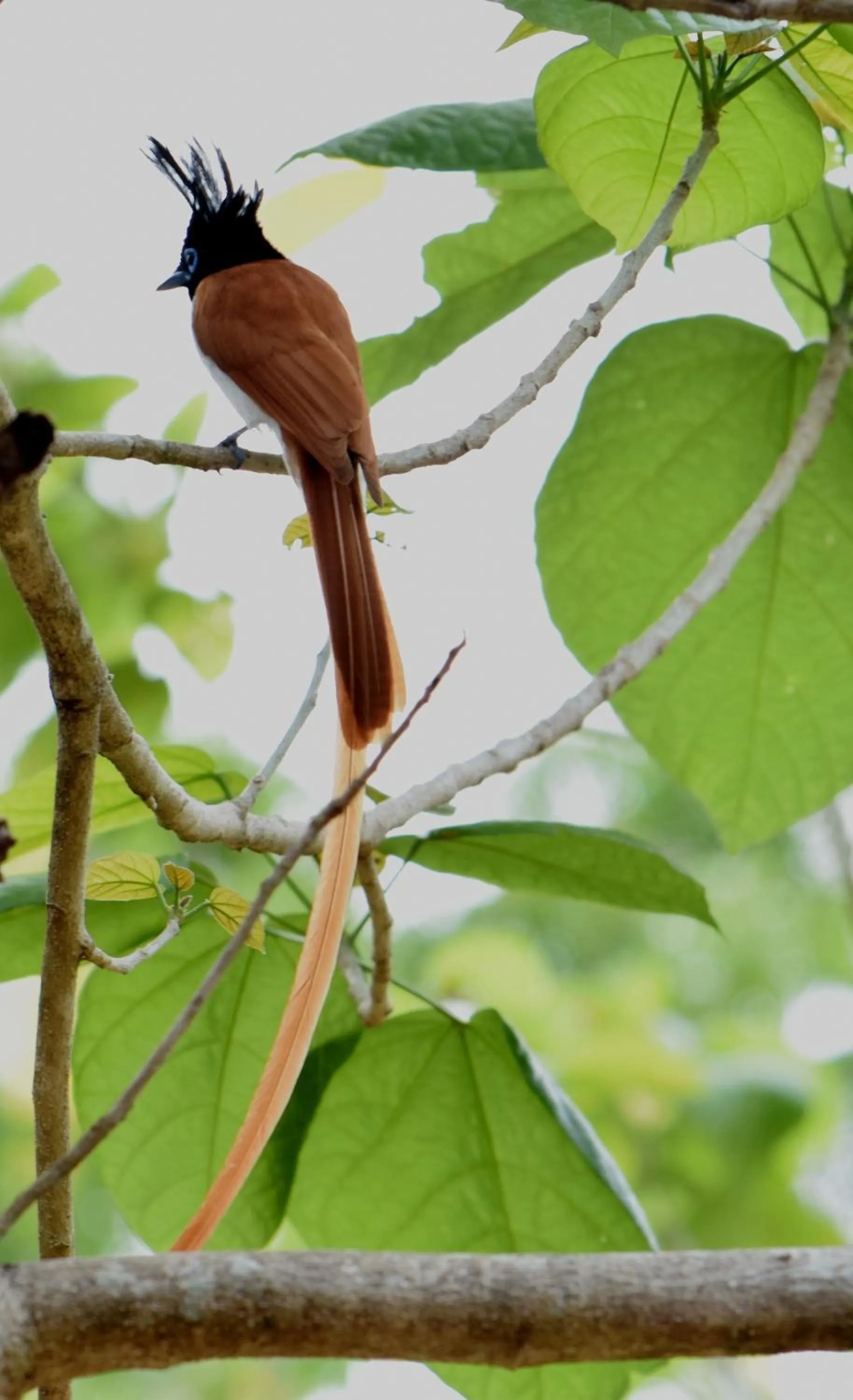 Animals in Lavish Eco Jungle