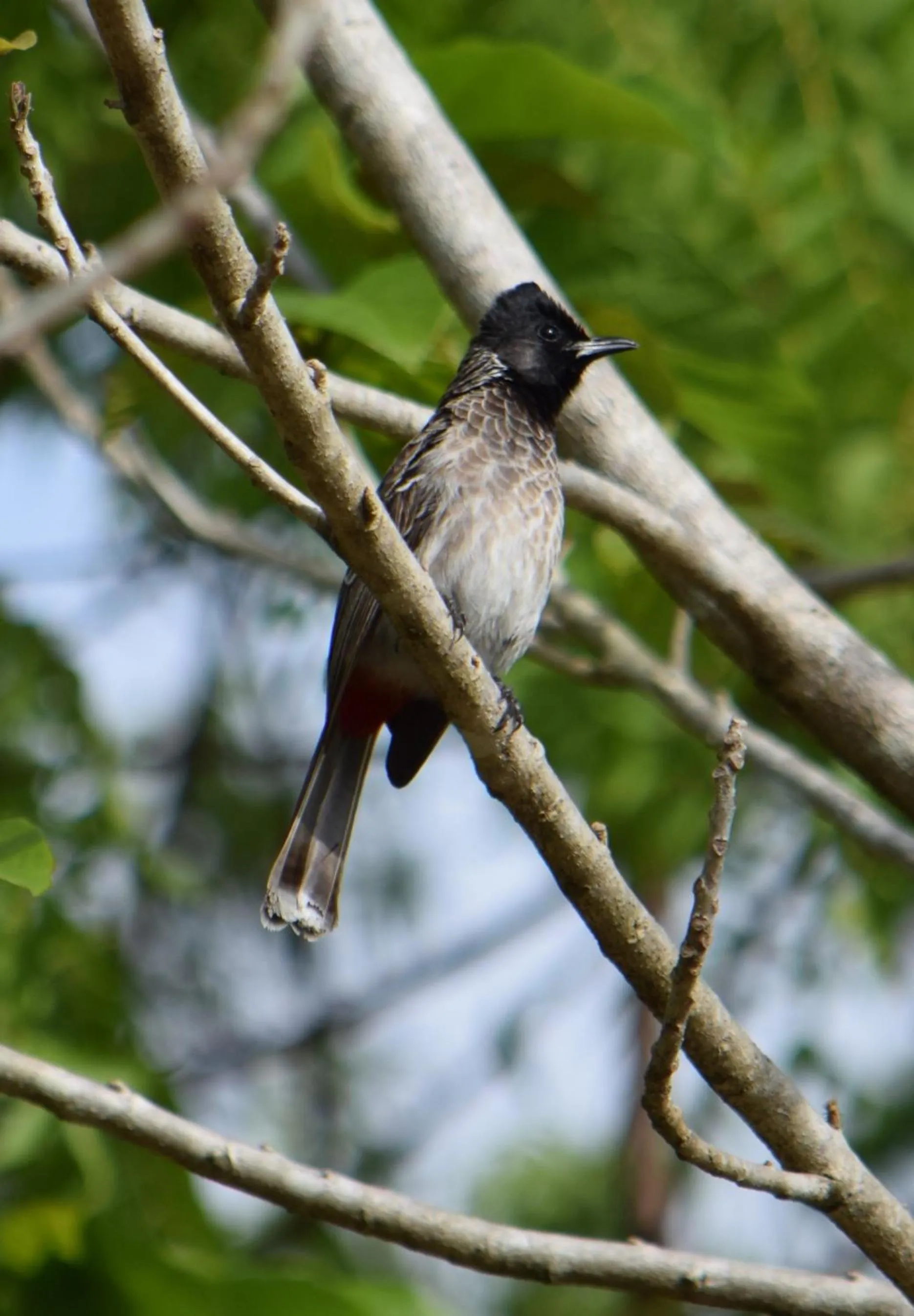 Animals in Lavish Eco Jungle