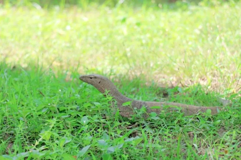 Property building in Lavish Eco Jungle
