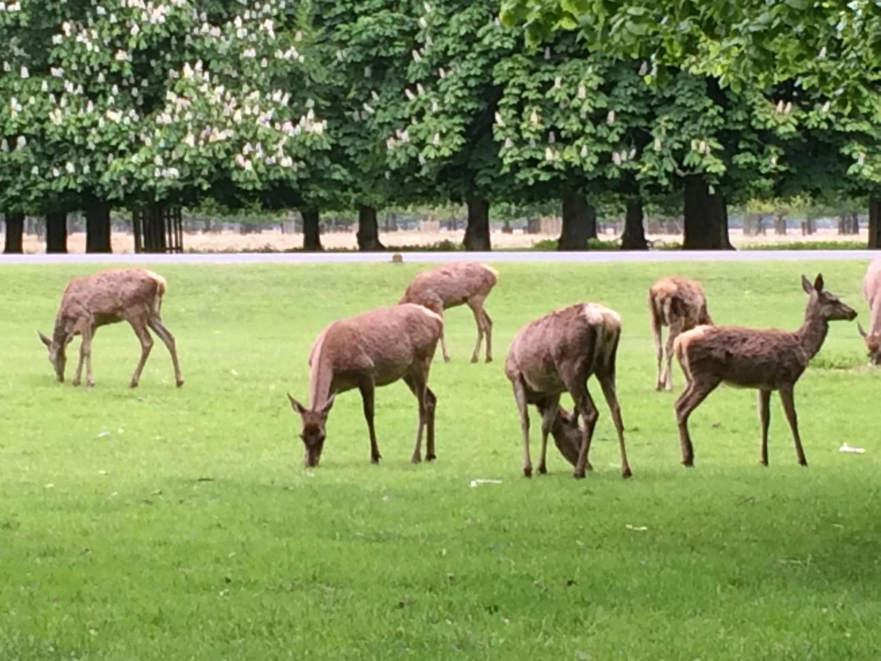 Natural landscape in Old Station Gardens, SW London
