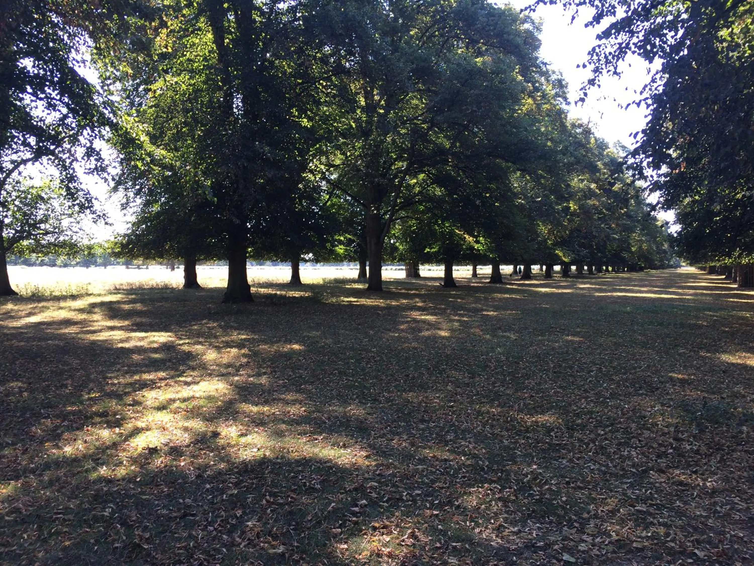 Natural landscape in Old Station Gardens, SW London