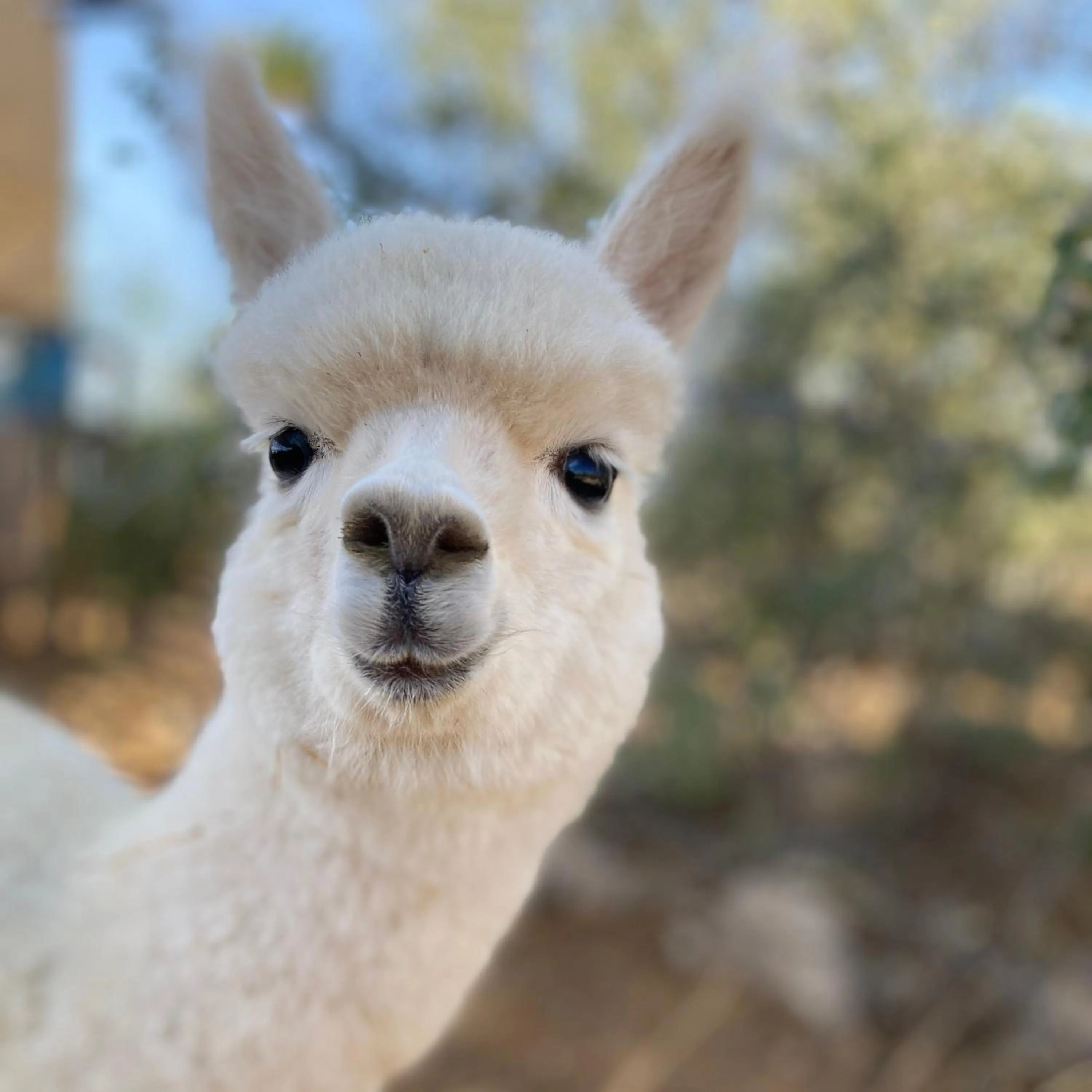 Bergresort Das Jochelius Ski-in & Ski-out