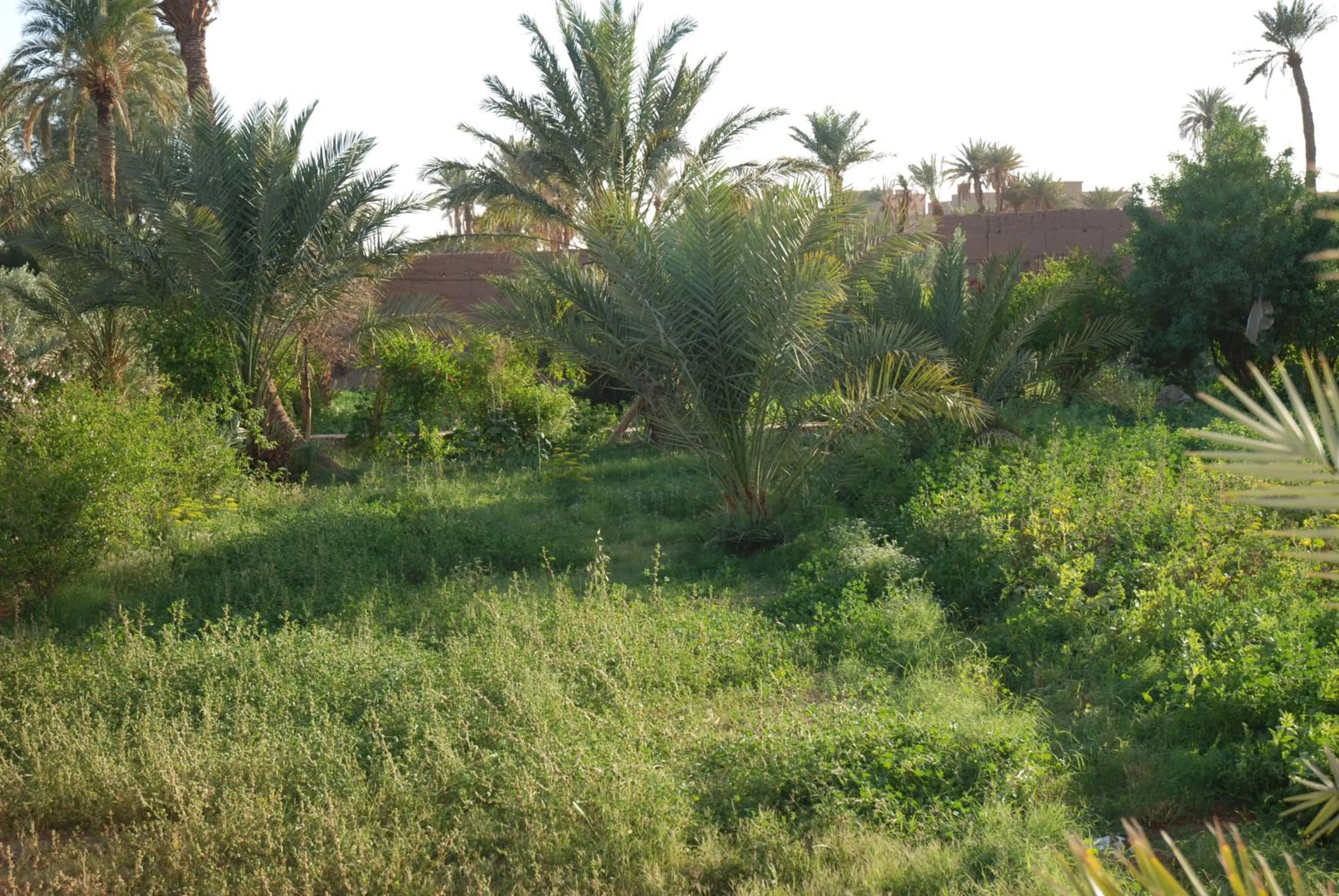 Garden view in d'hôte Jnane-Dar Diafa
