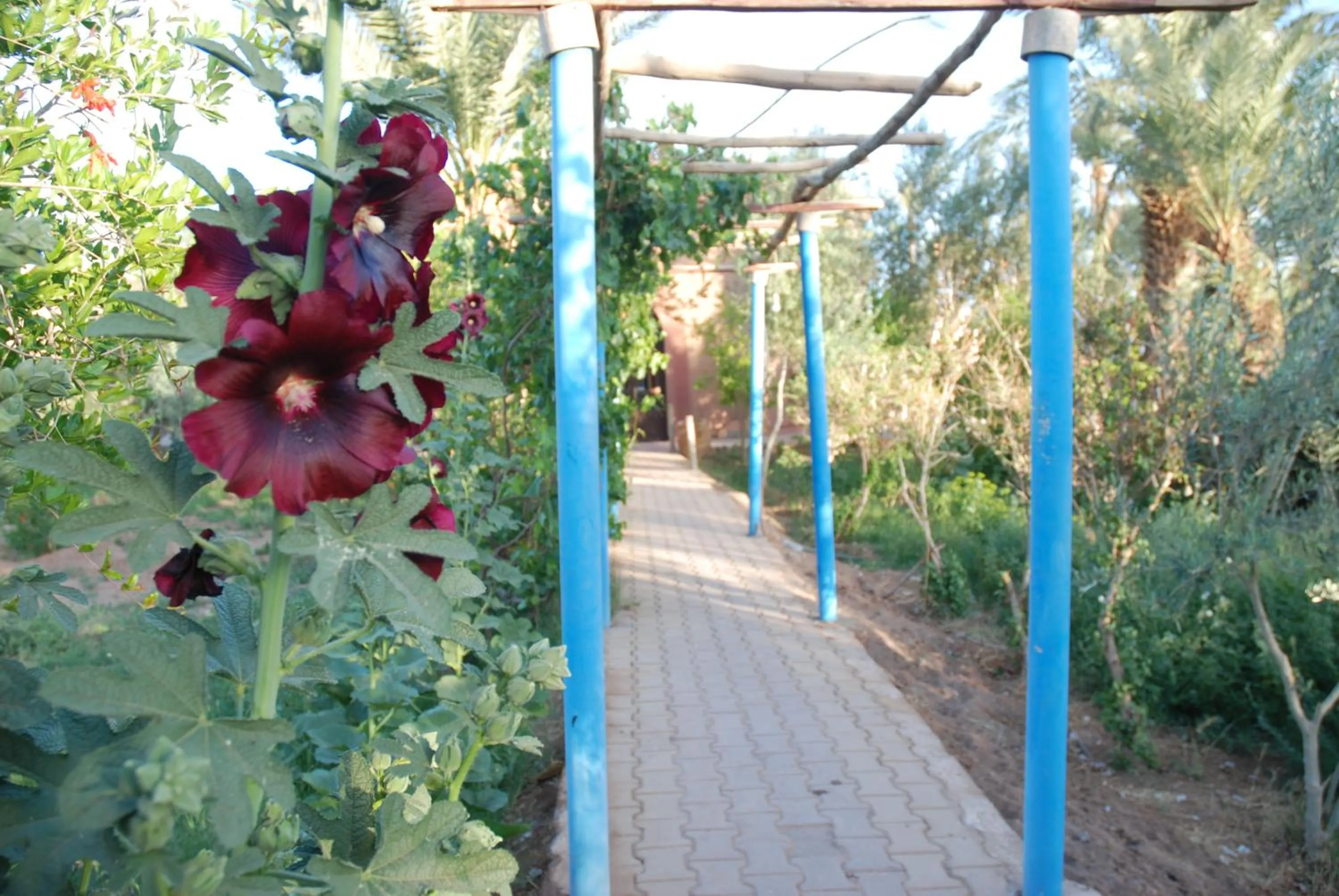 Garden in d'hôte Jnane-Dar Diafa