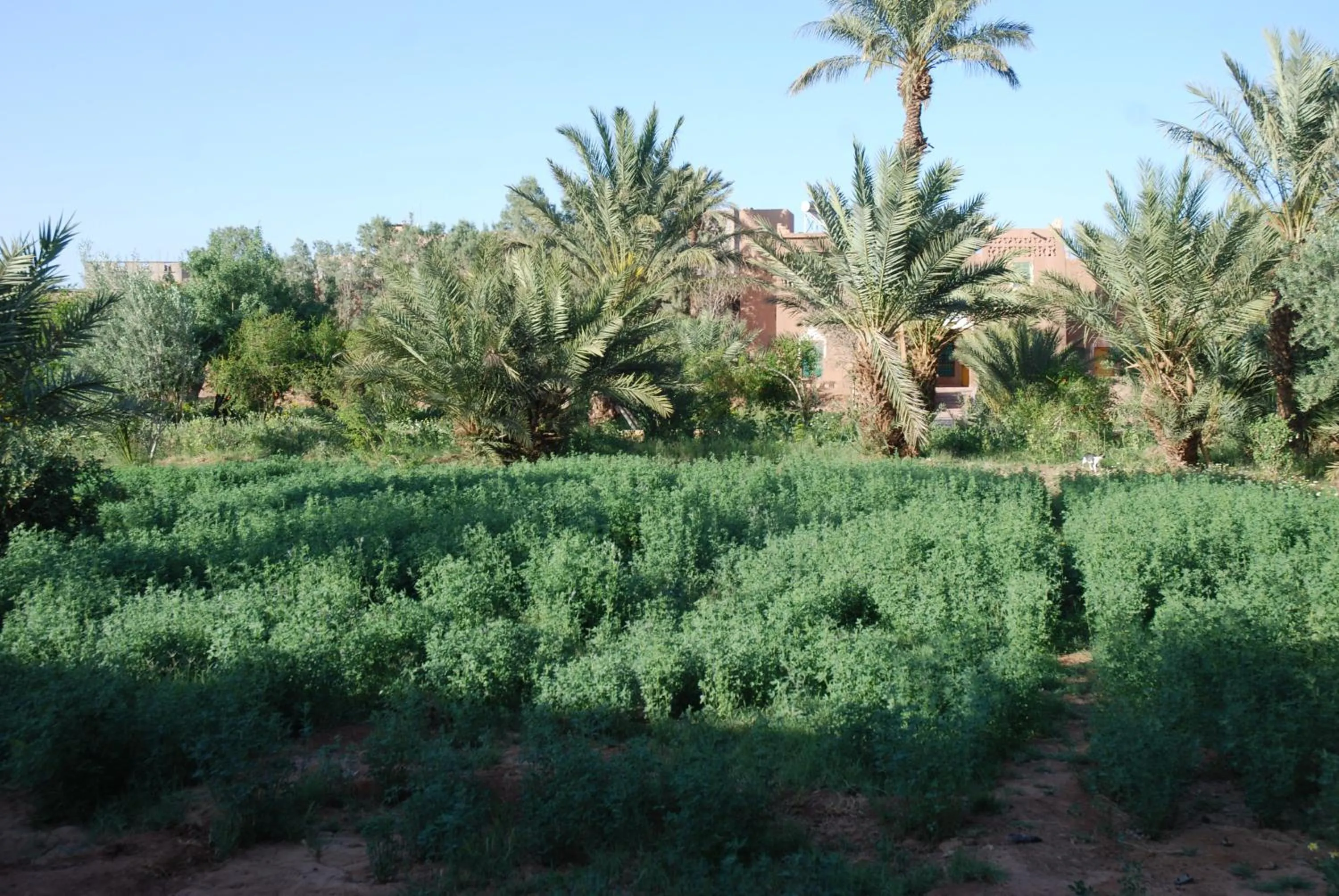 Spring in d'hôte Jnane-Dar Diafa