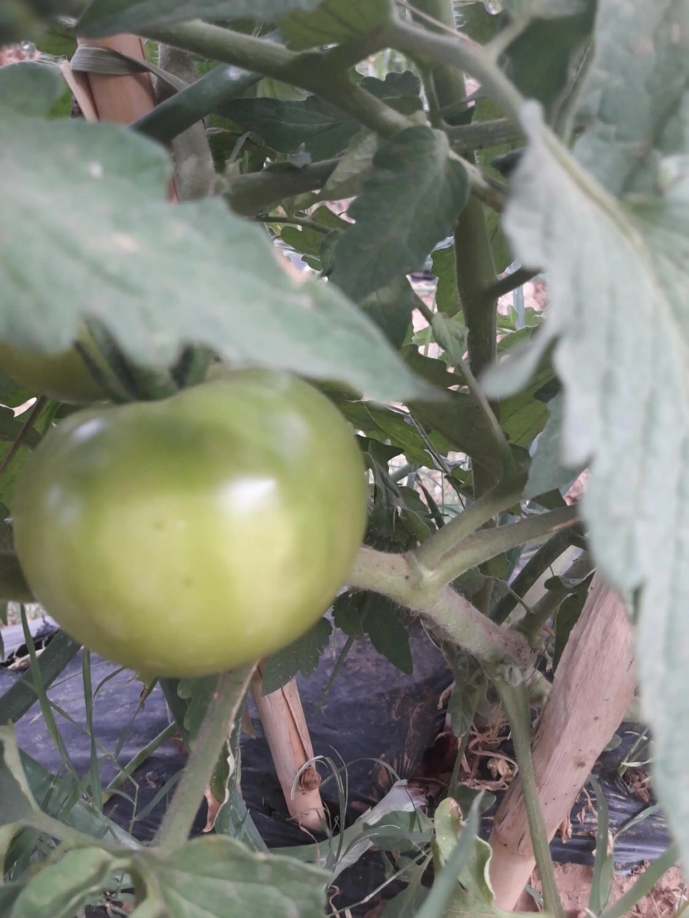 d'hôte Jnane-Dar Diafa