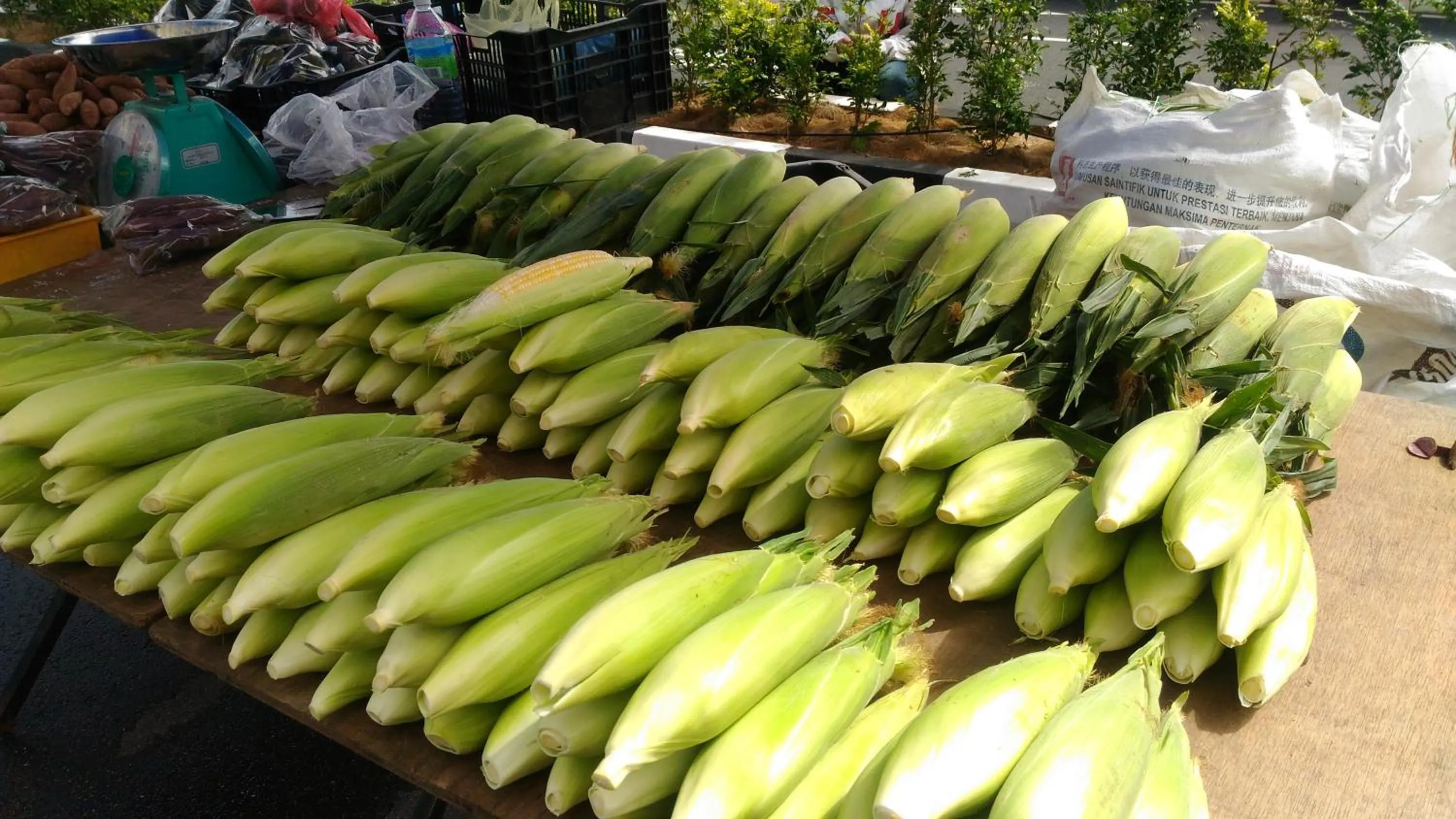 Entertainment in DreamScape Apartment @ Golden Hill