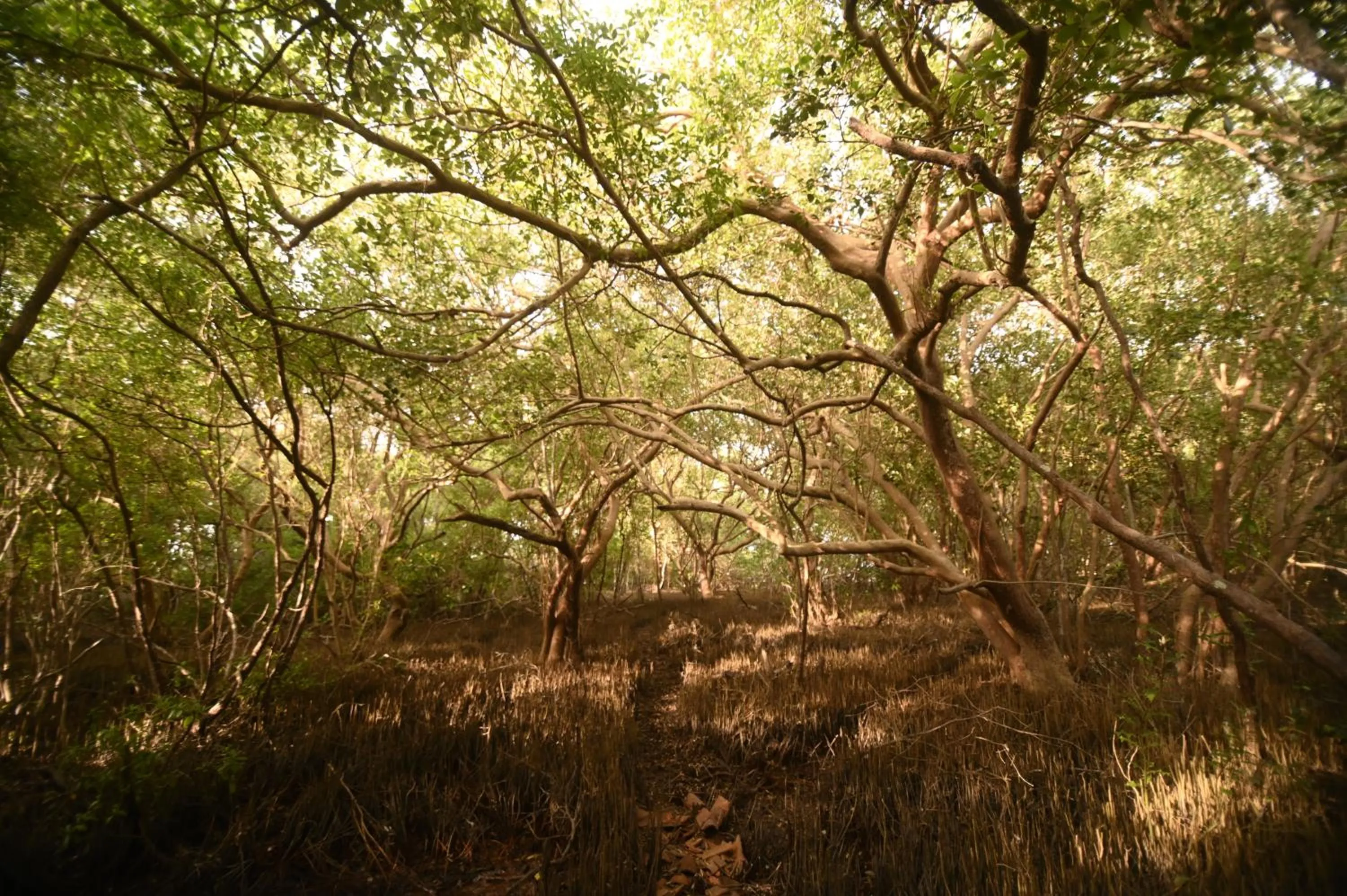 Natural landscape in Neem Jay Beach Resort