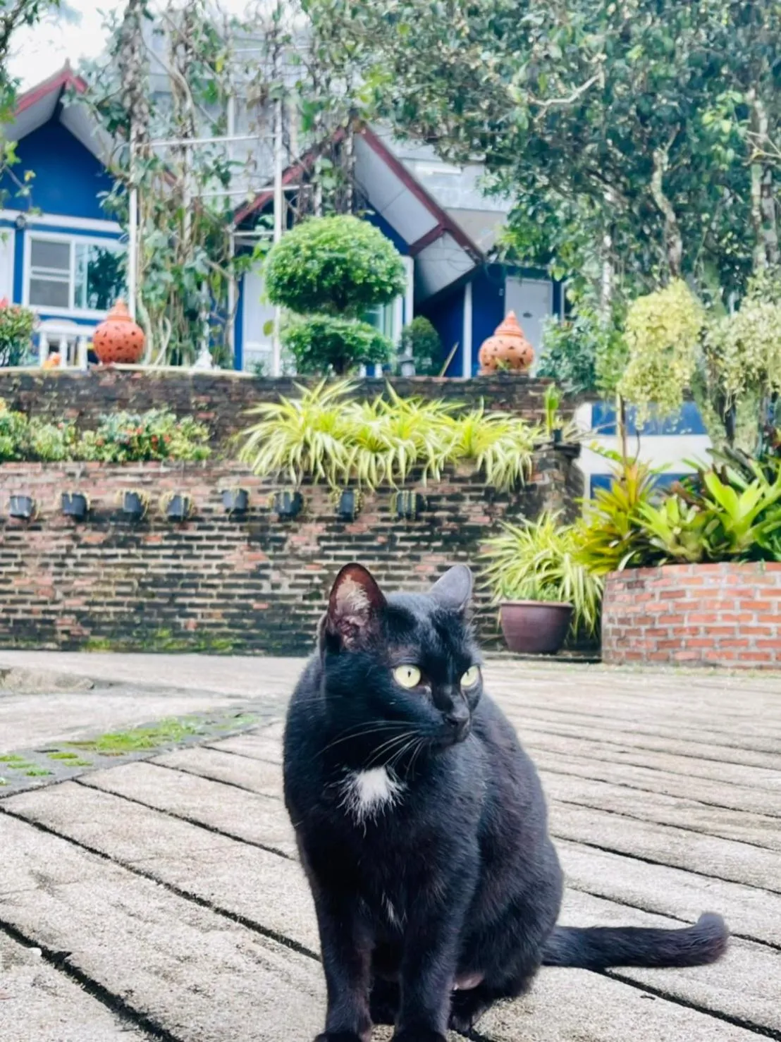 Animals in Shin Sane Guest House