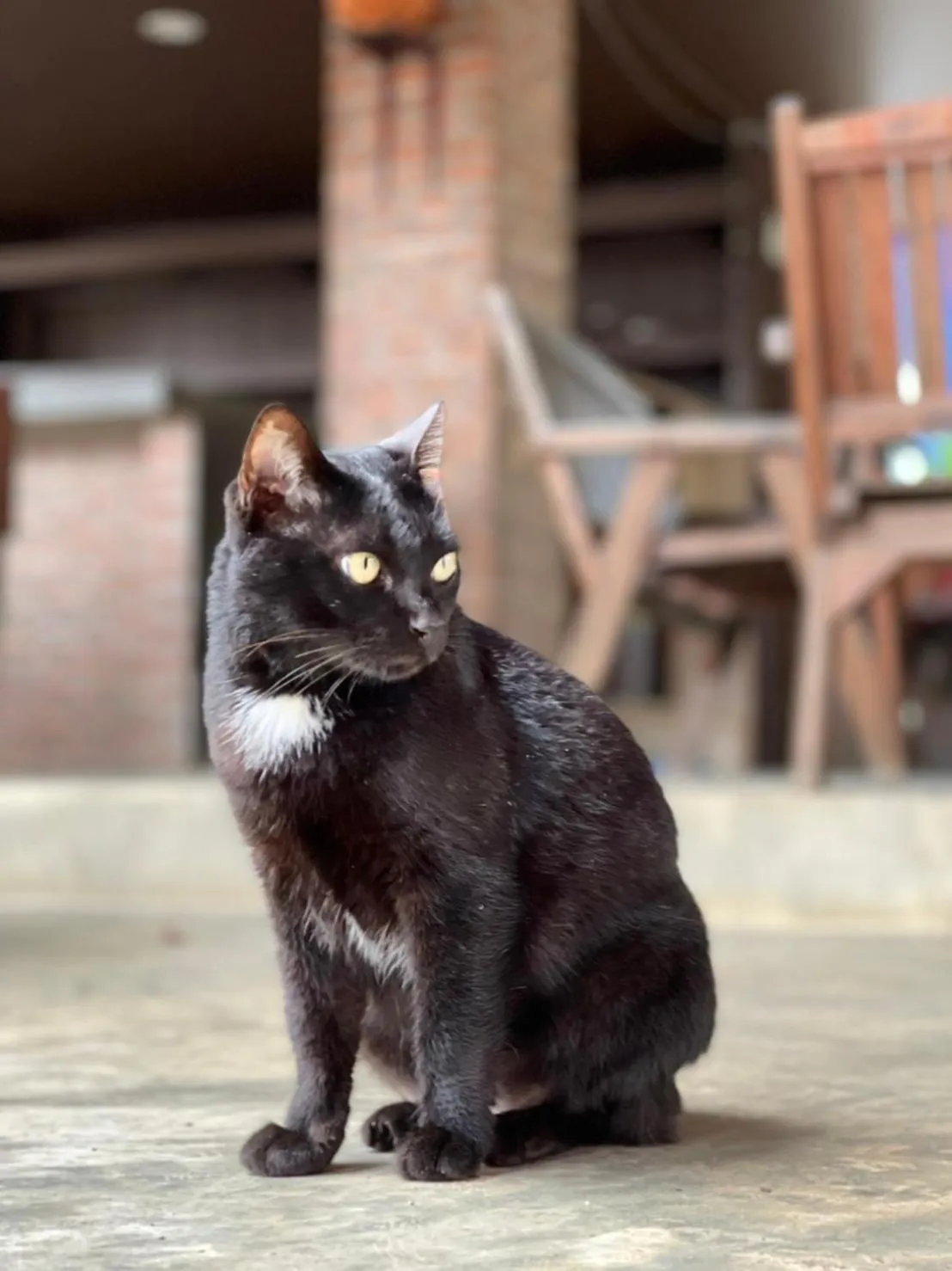 Animals in Shin Sane Guest House