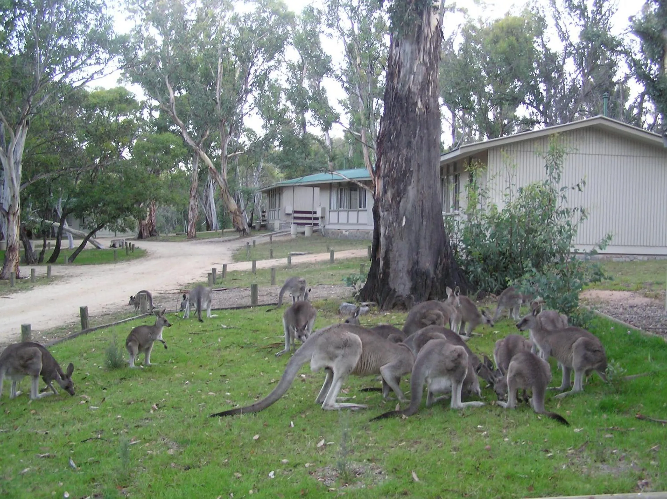 Animals in Kosciusko Tourist Park