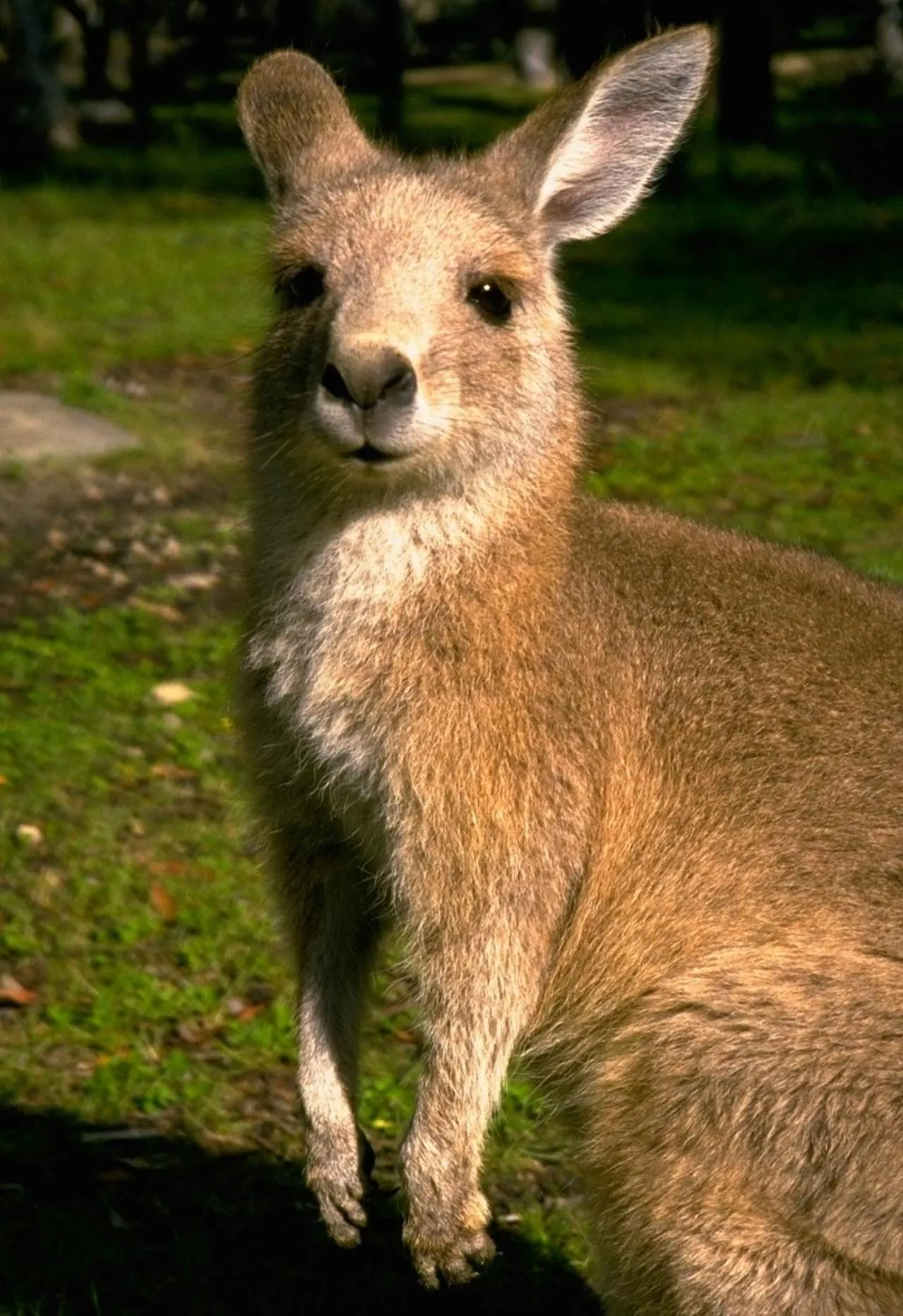 Kosciusko Tourist Park