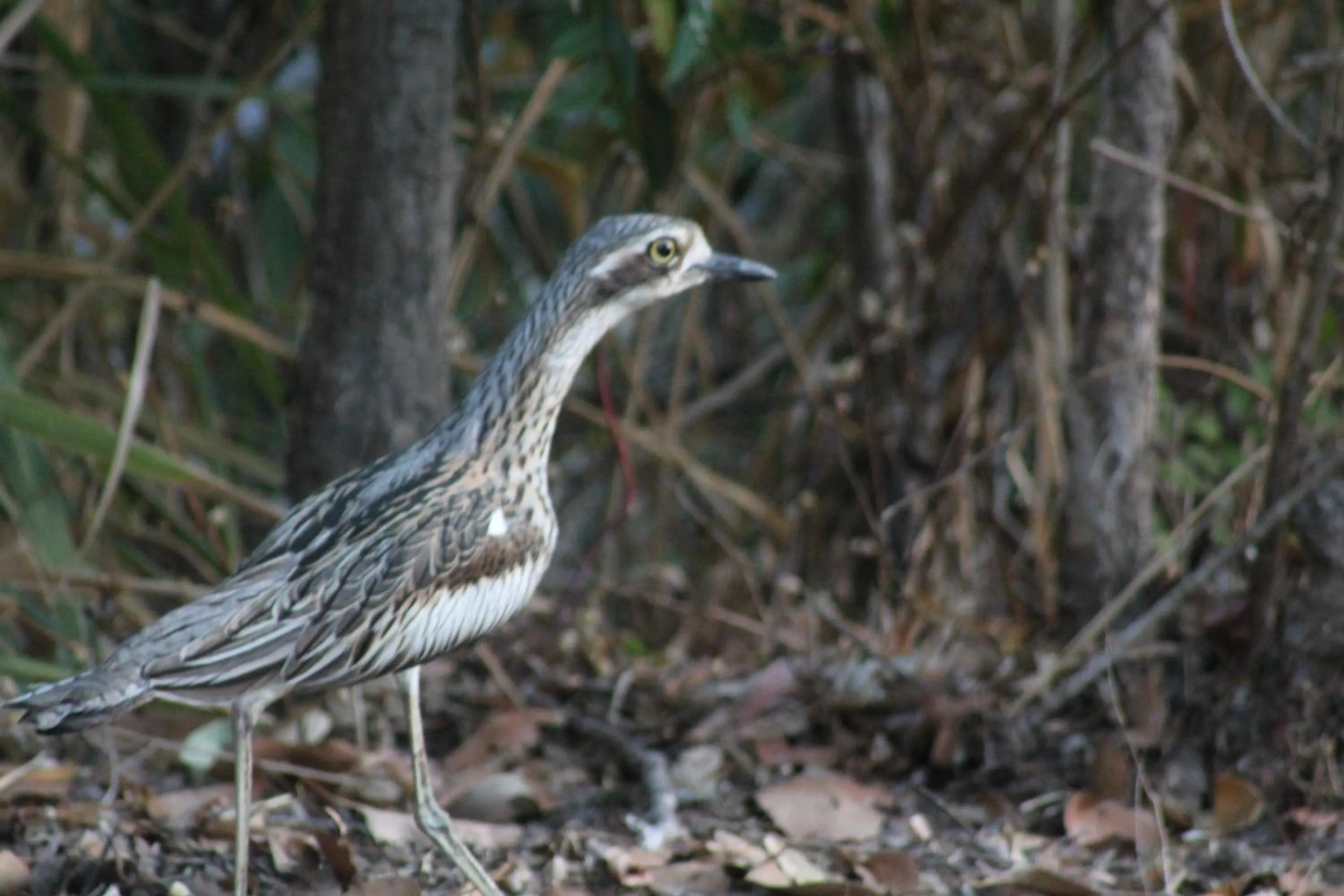 Property building in Airlie Beach Eco Cabins - Adults Only