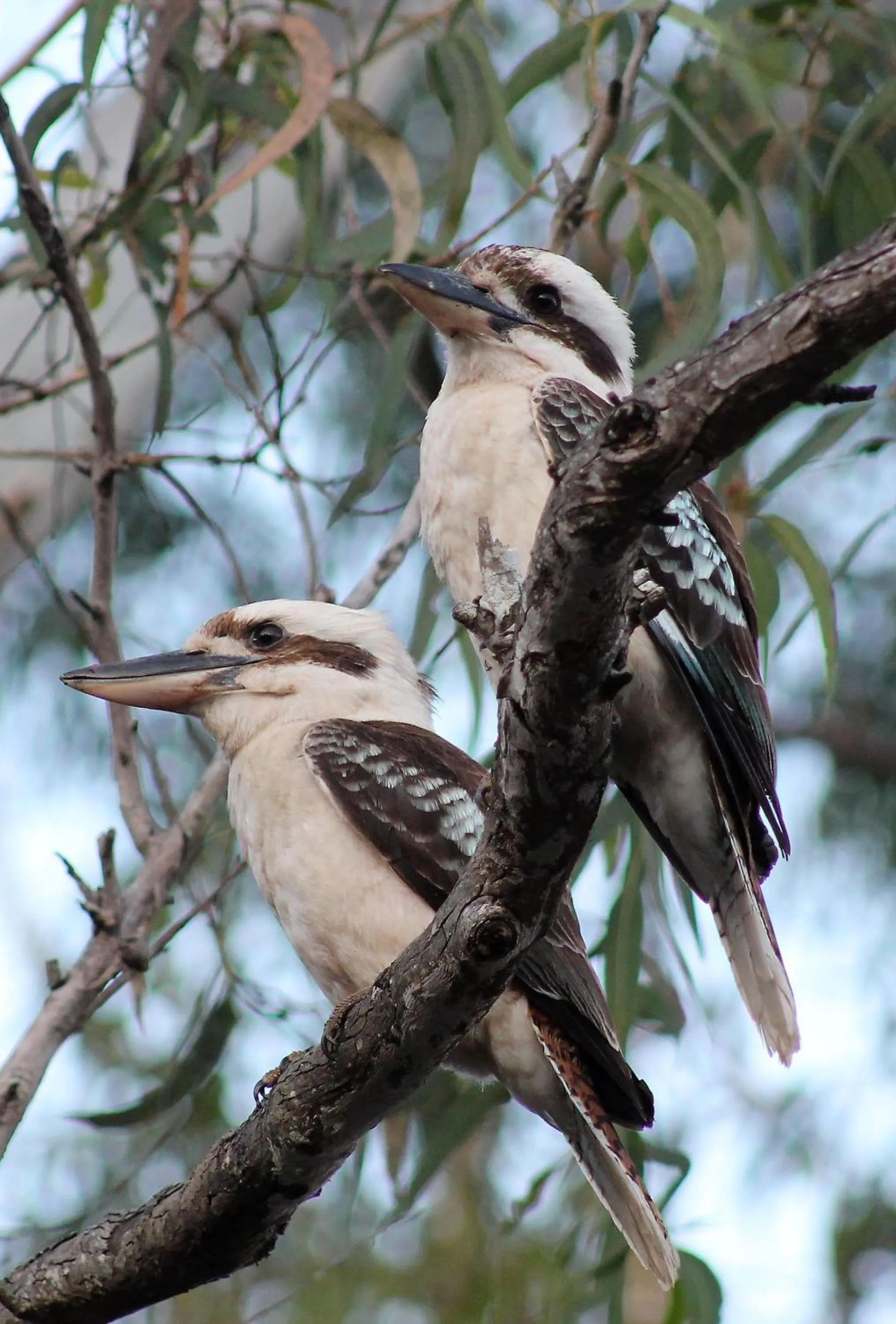 View (from property/room) in Airlie Beach Eco Cabins - Adults Only