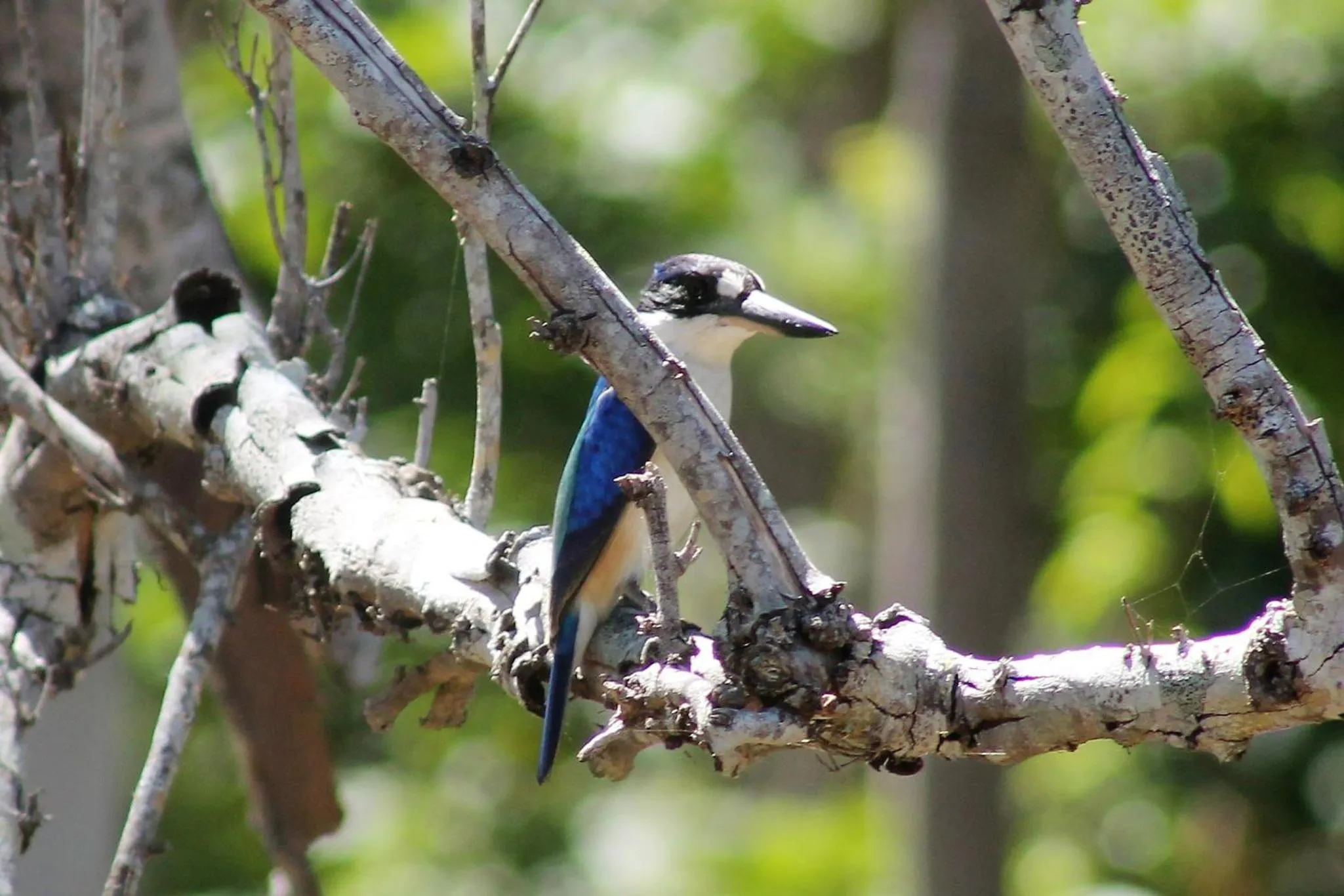 View (from property/room) in Airlie Beach Eco Cabins - Adults Only