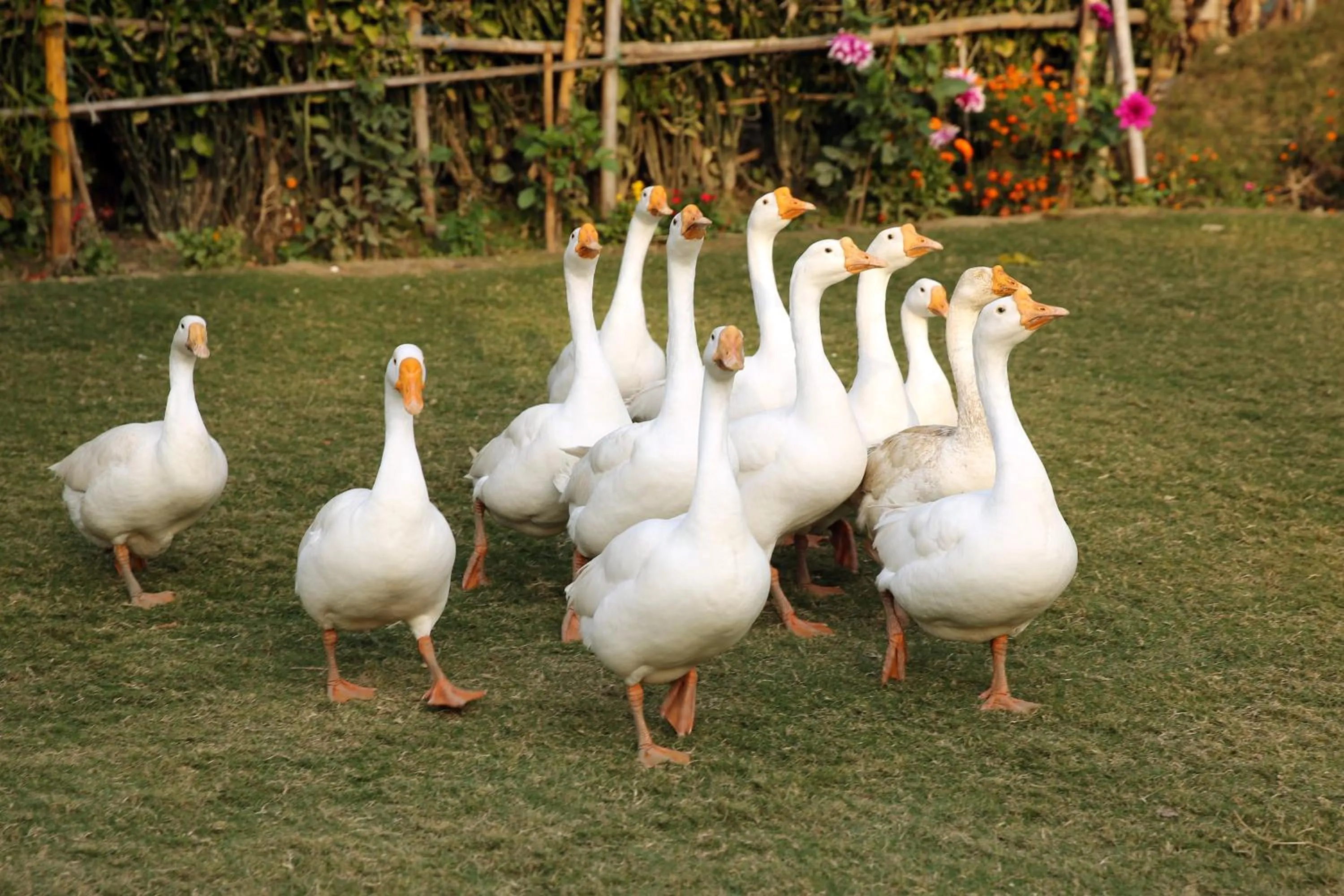 Animals in Aacorn Hideaway Resort & Spa