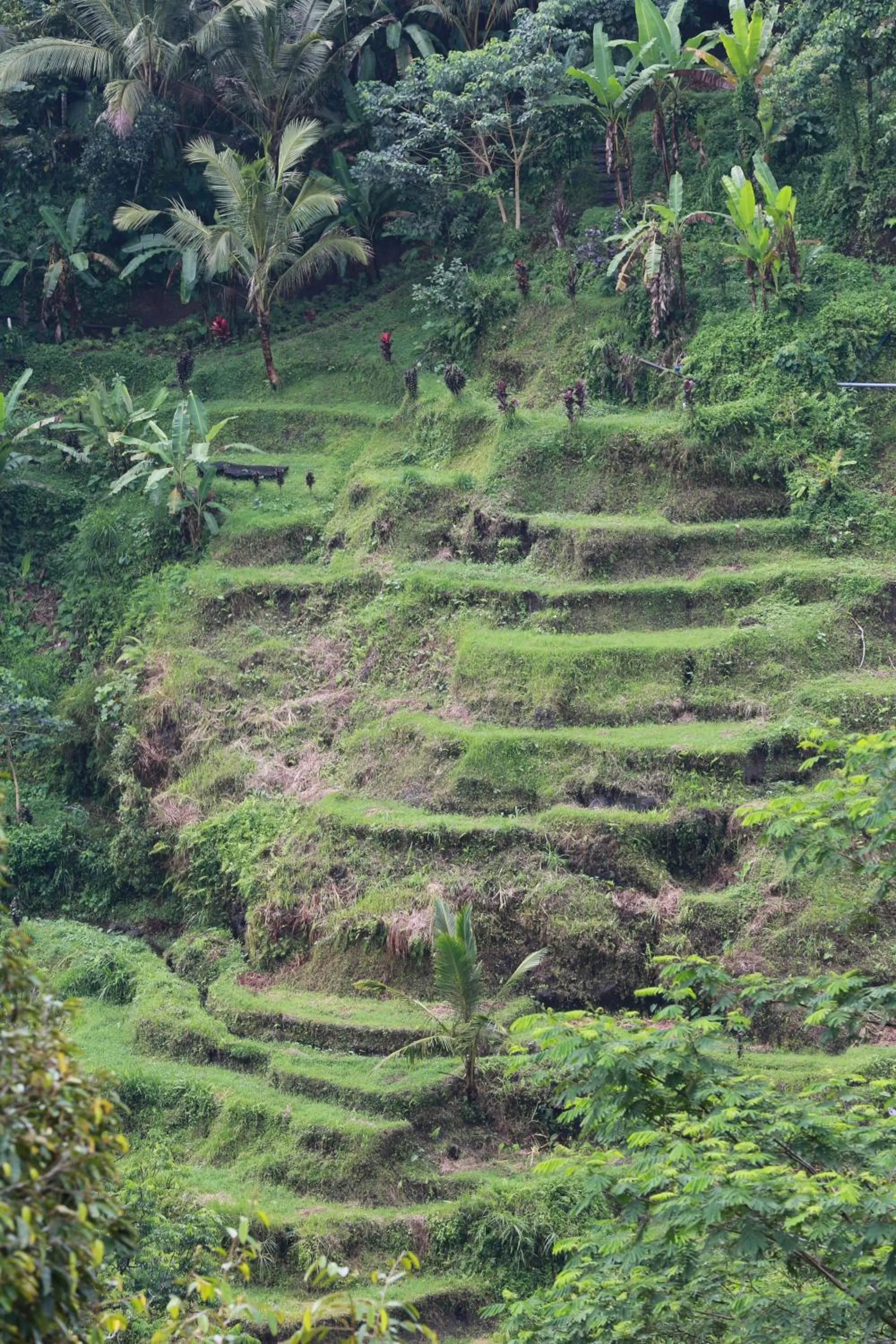 Natural landscape in Seahouse Bali Indah Beach Inn