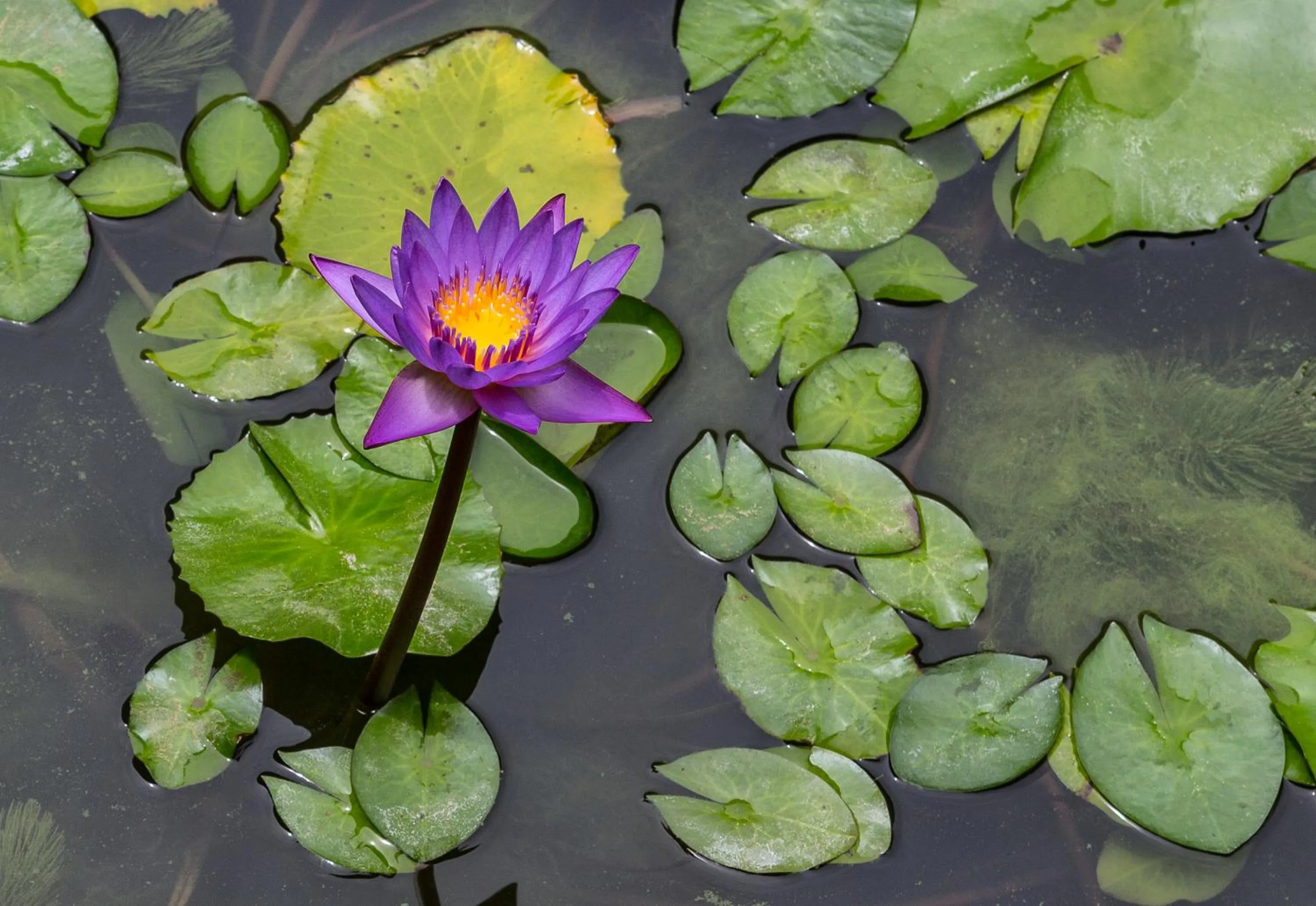 Garden in Fox Jaffna